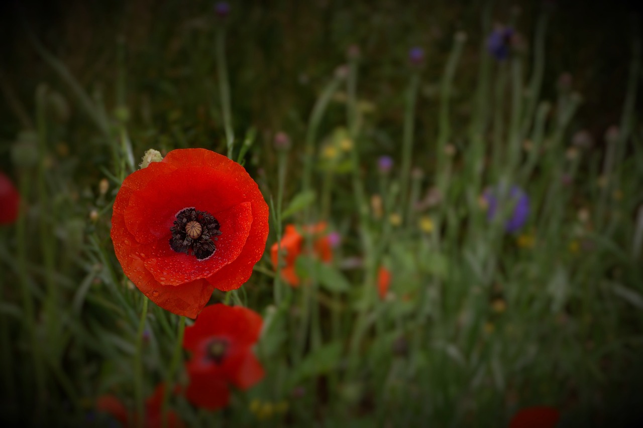 wild poppies flowers plant free photo