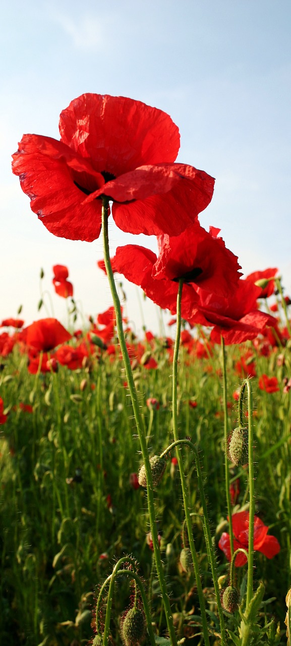 wild poppy red row free photo