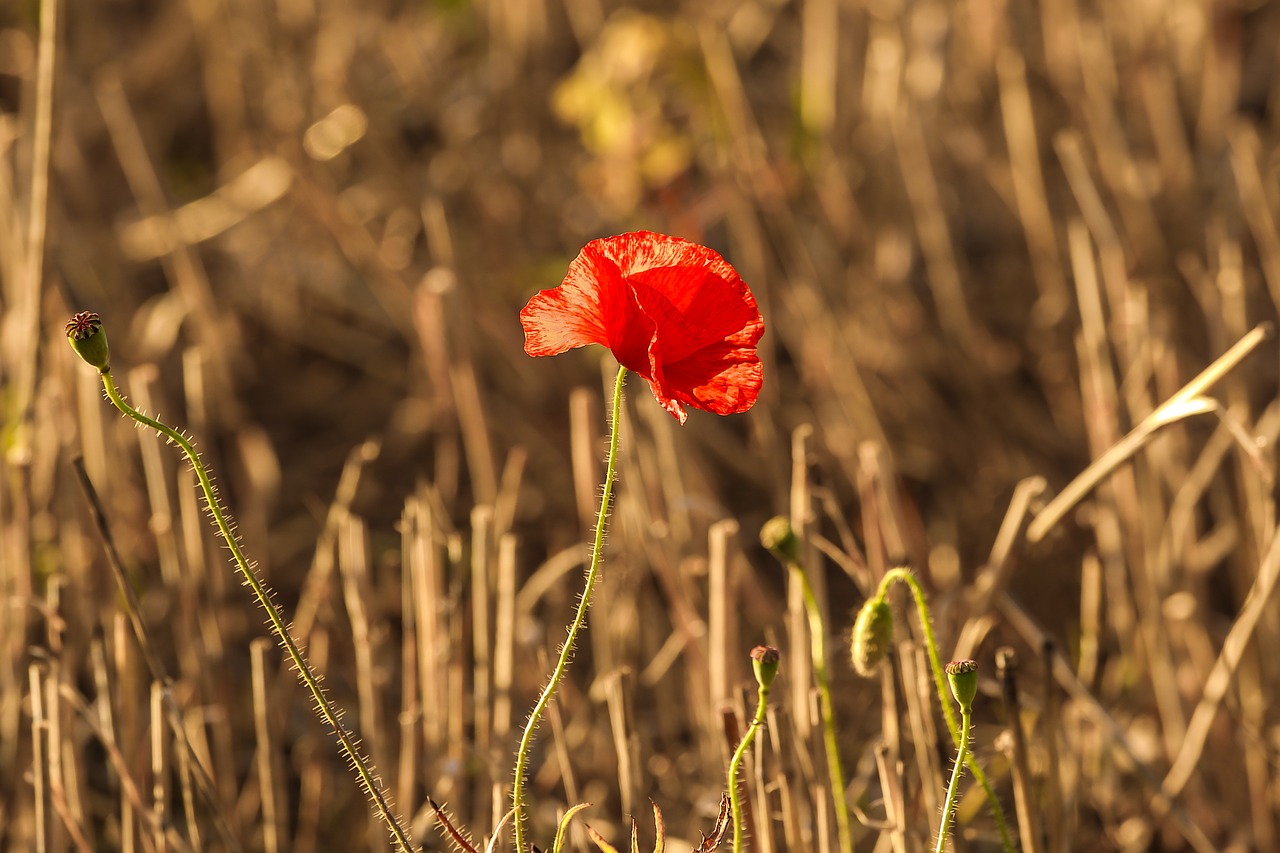 wild poppy harvest nature free photo