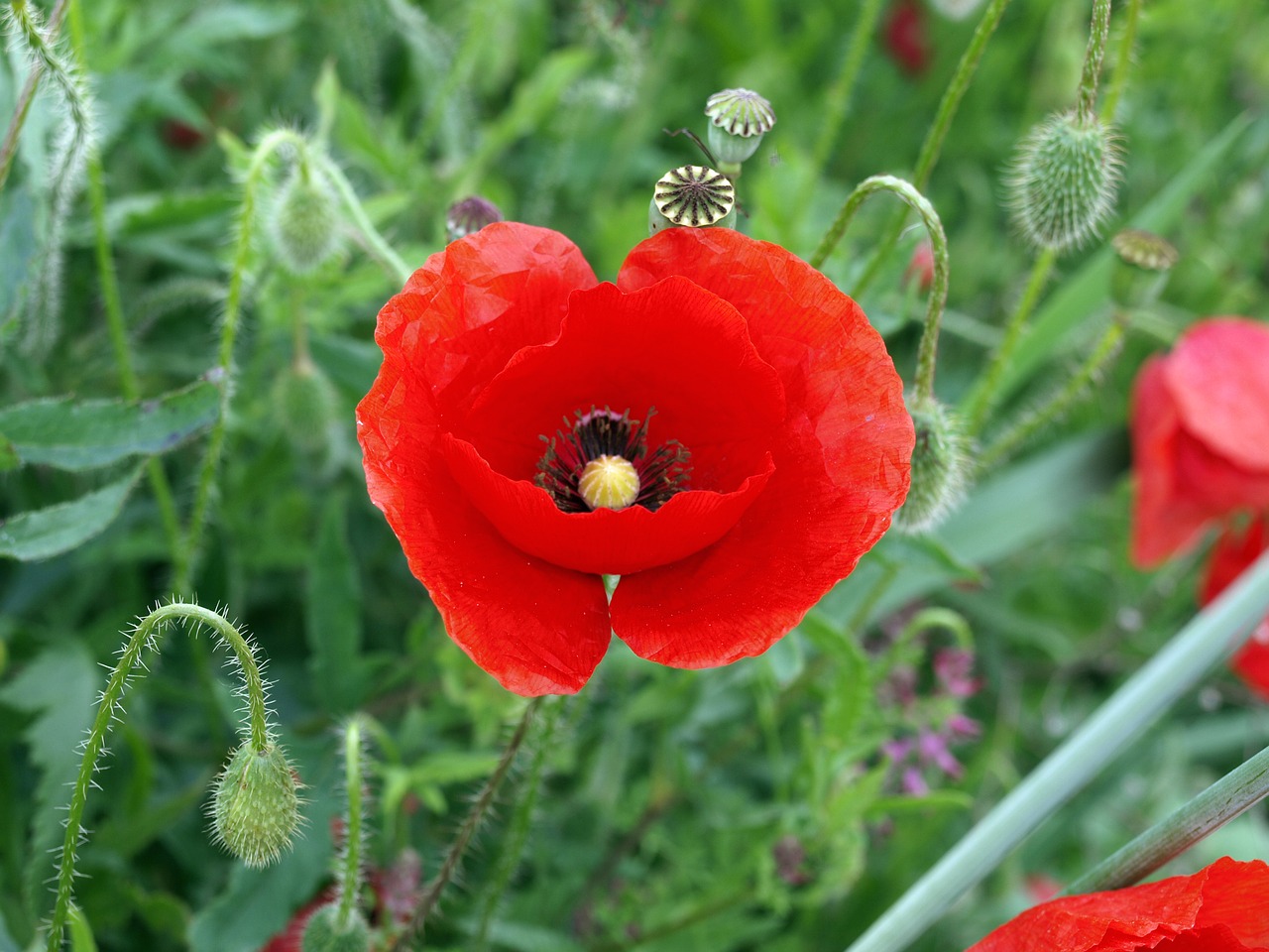 wild poppy  poppy common  red flower free photo