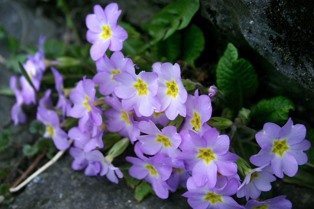 wild primroses primula vulgaris primroses pillow free photo