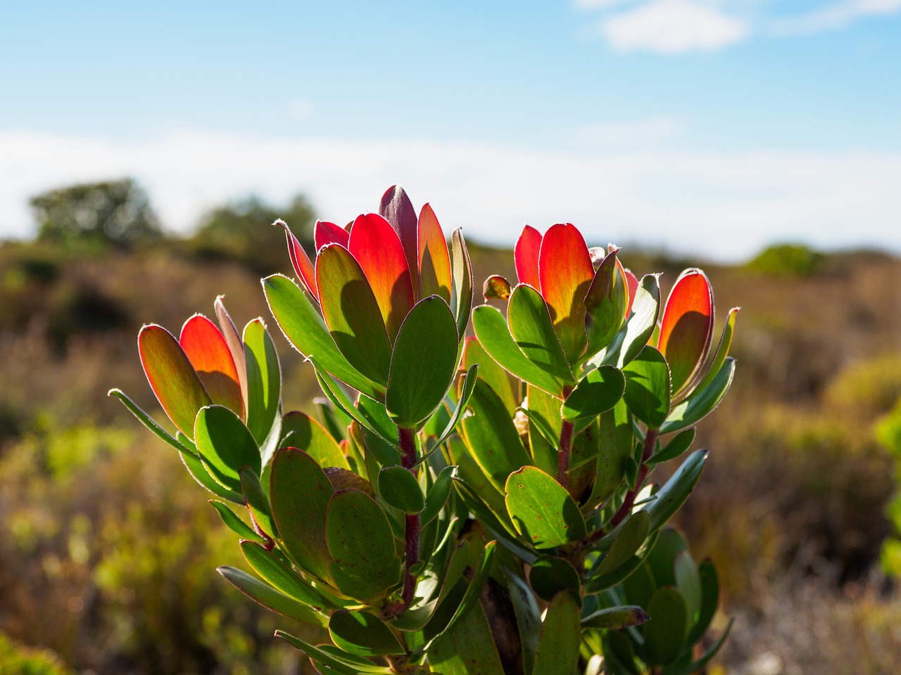 wild proteas  table mountain  flowers free photo