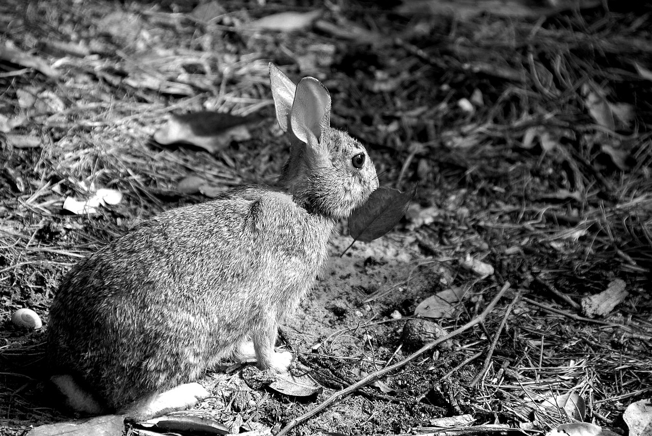 wild rabbit  animal  nature free photo