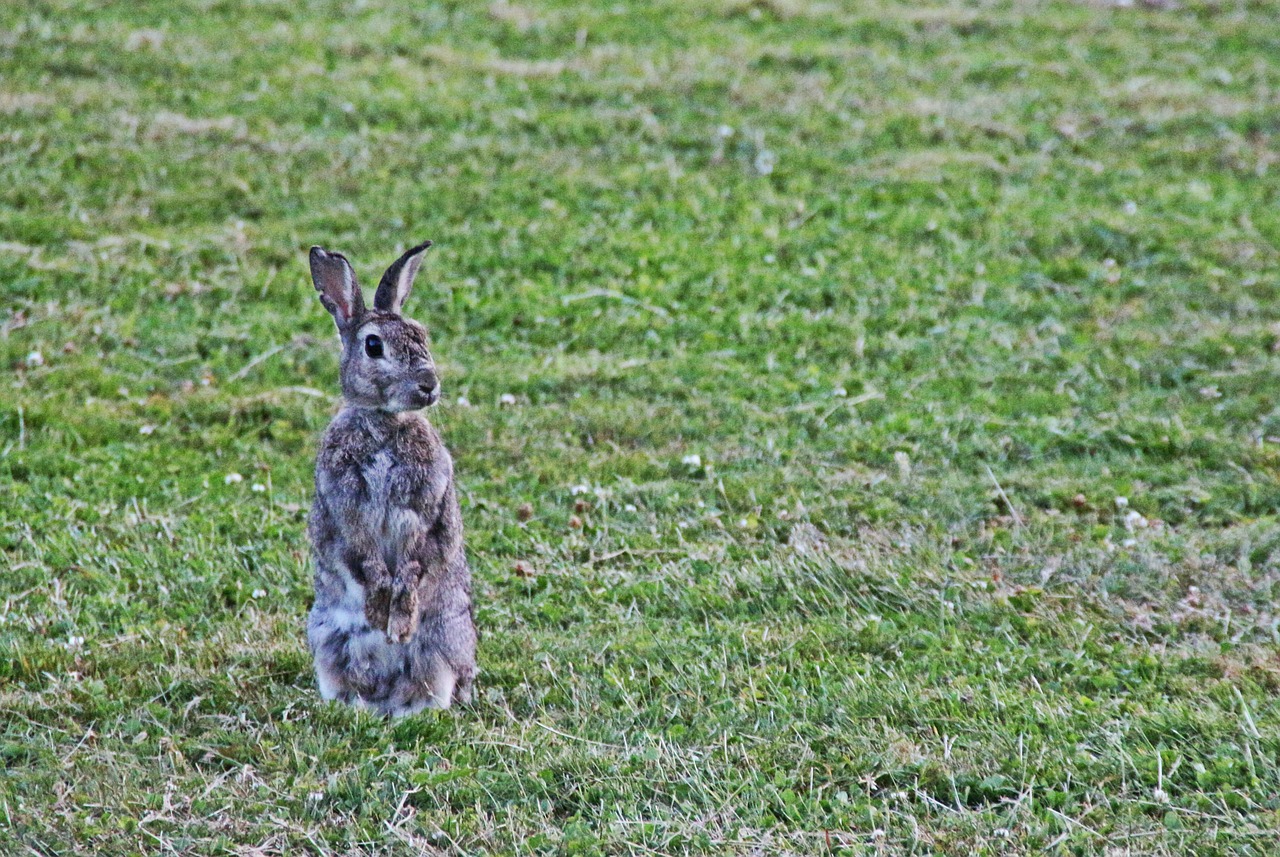 wild rabbit rabbit ear free photo