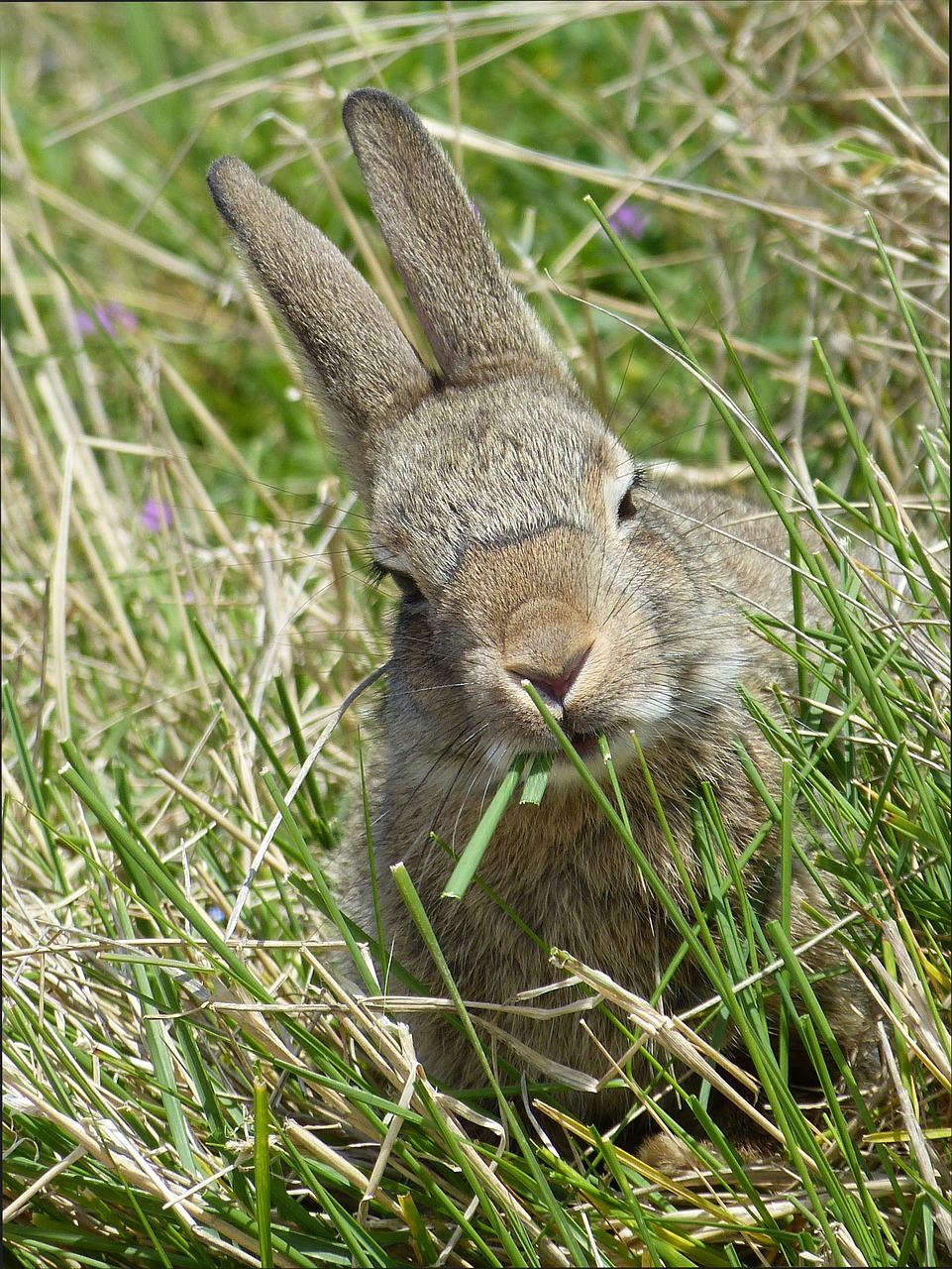 wild rabbits rabbit nager free photo