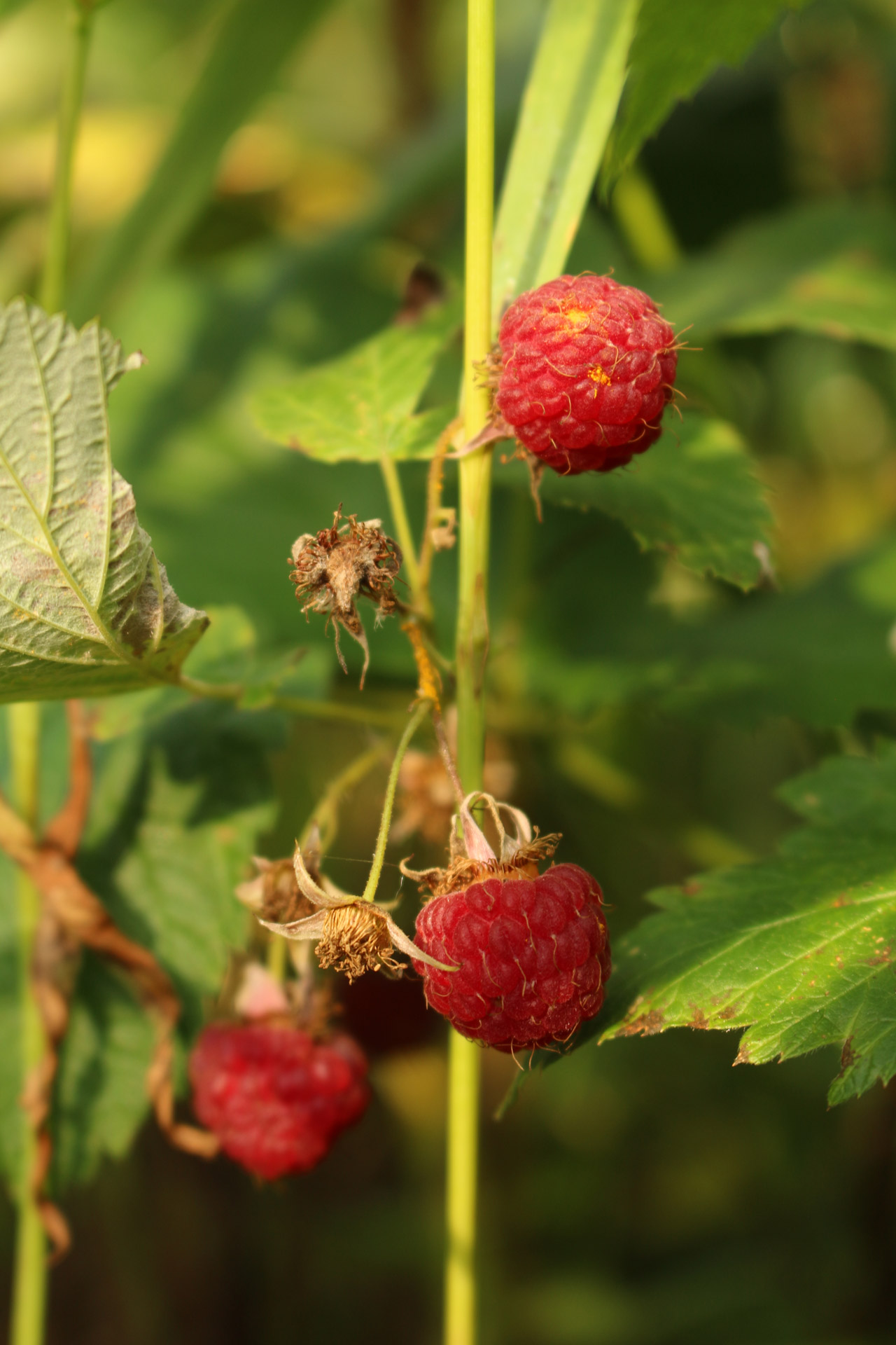 wild raspberry plant free photo