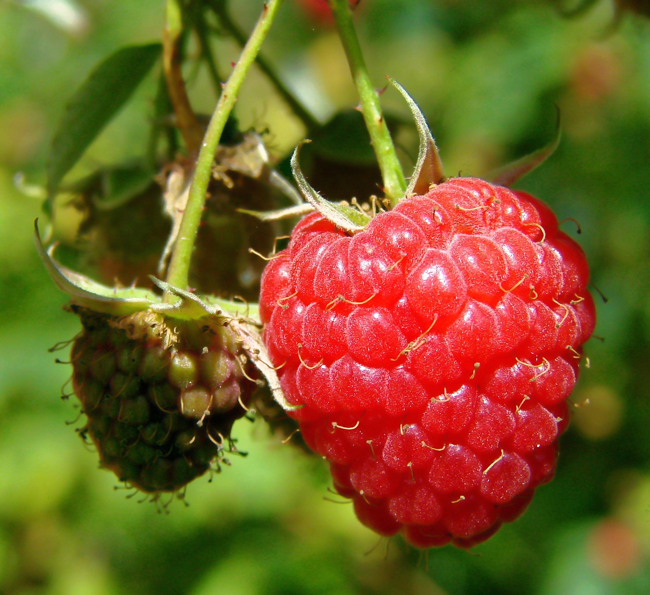 wild red raspberry berry red fruit free photo