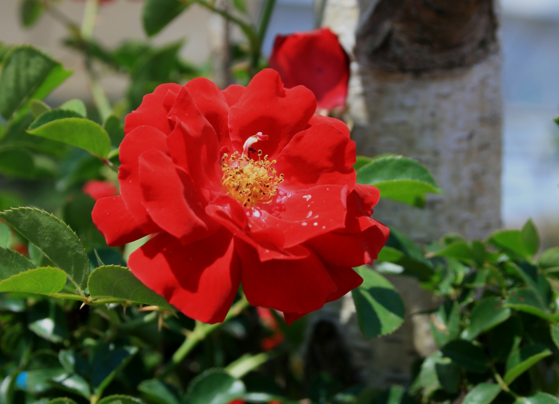 rose bloom flower free photo