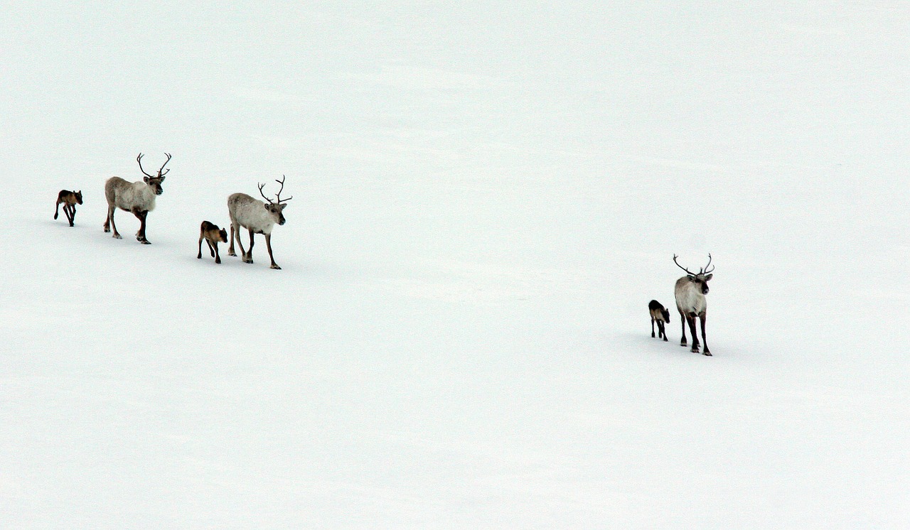 wild reindeer the calves newborn free photo