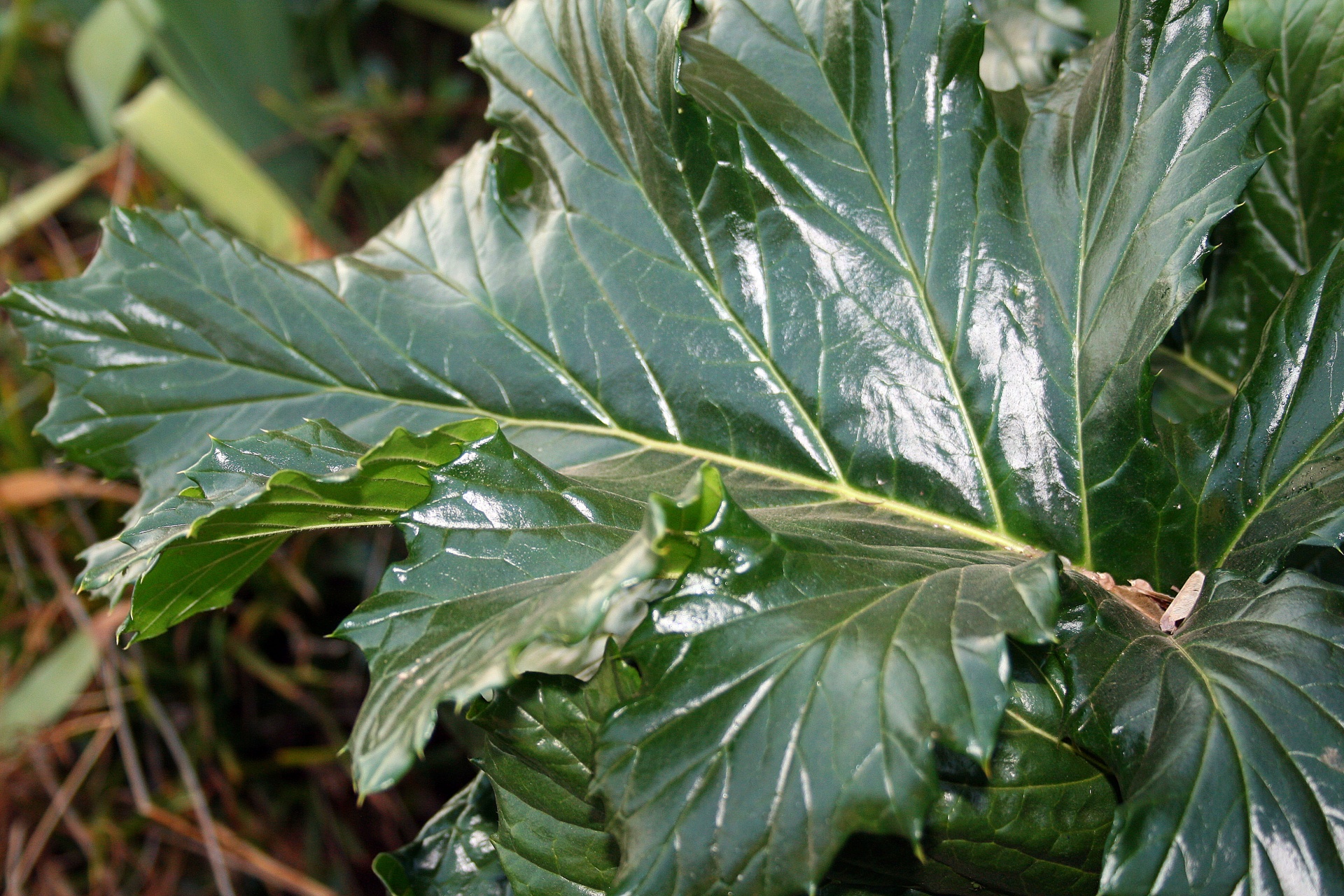 leaf large veined free photo