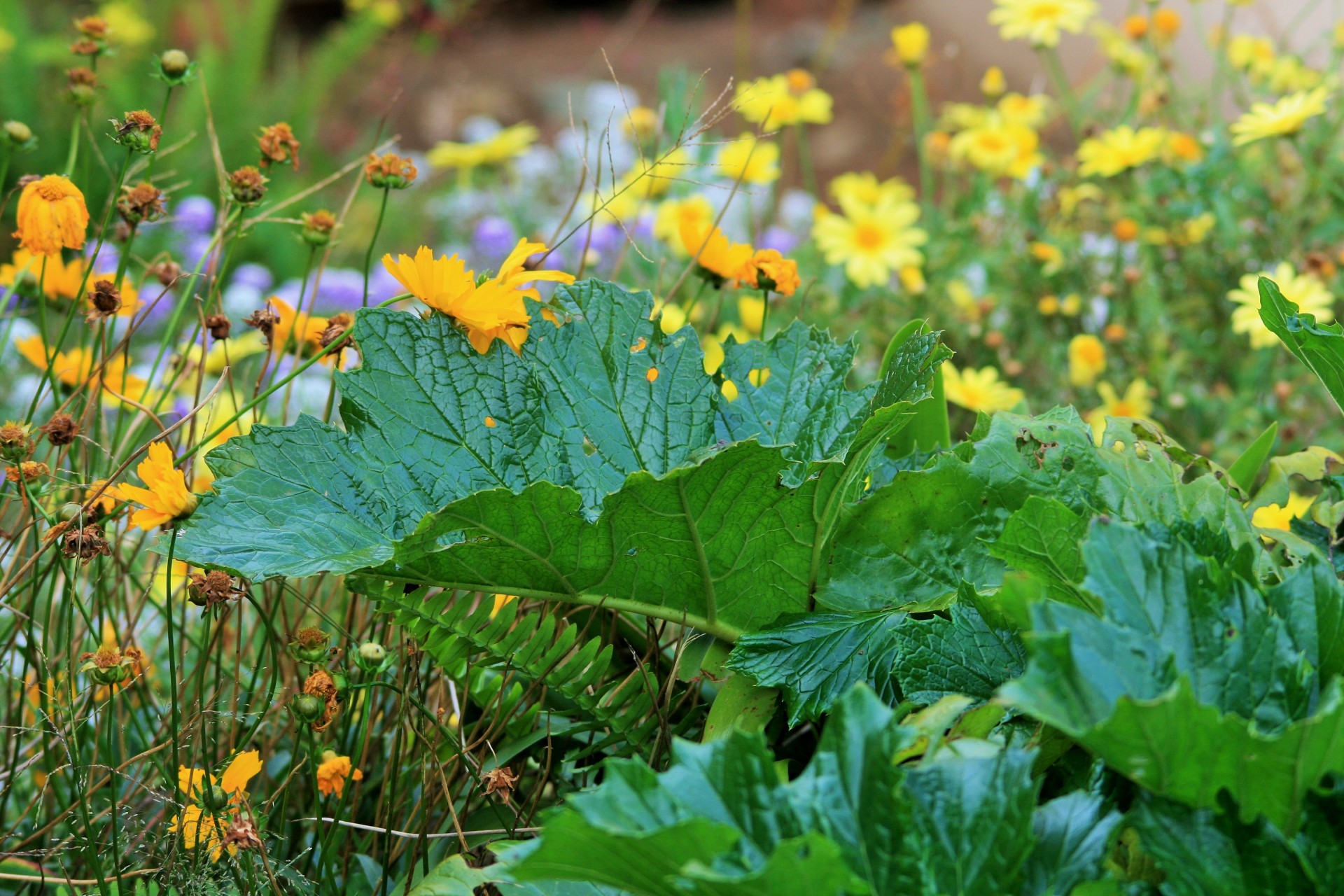 wild rhubarb leaf large free photo