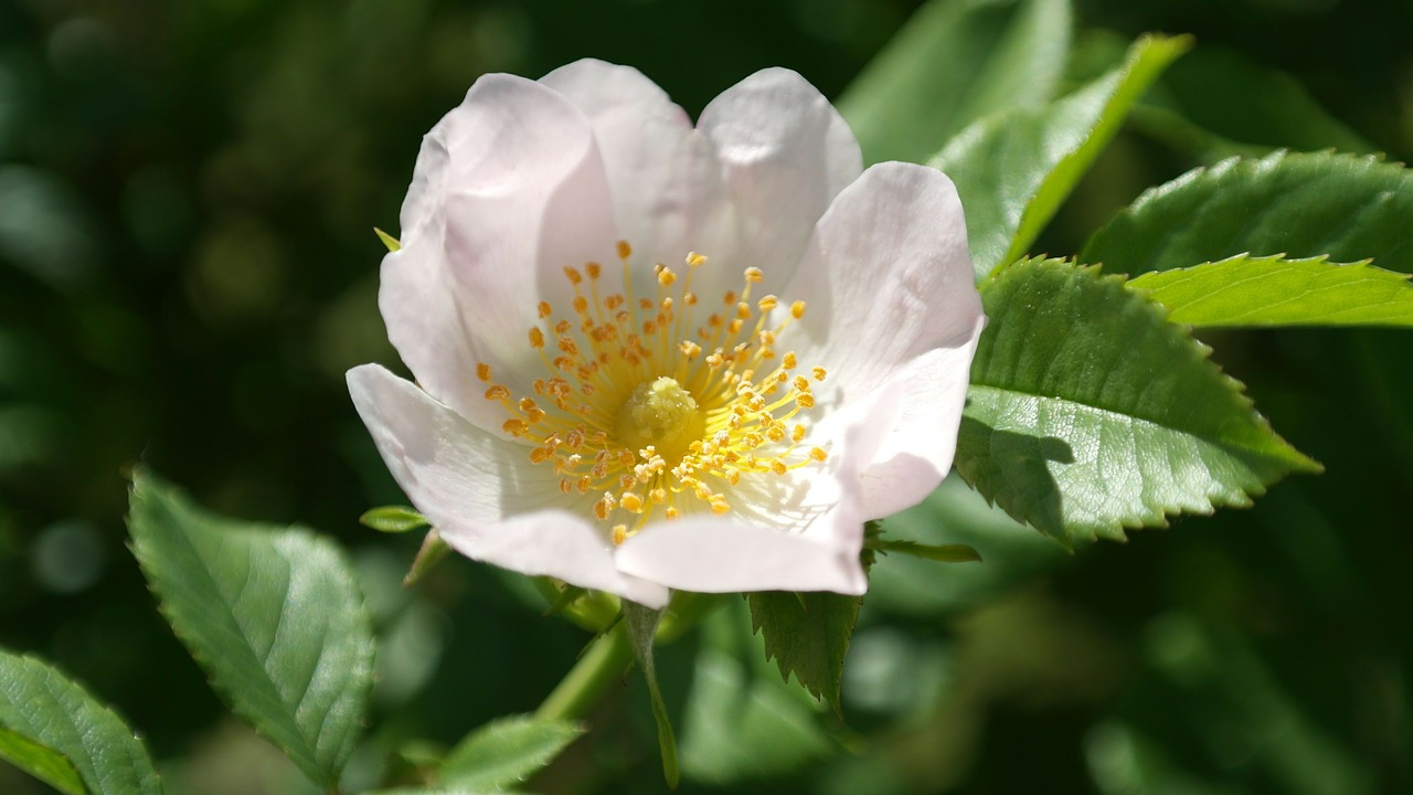 wild rose flower pink free photo