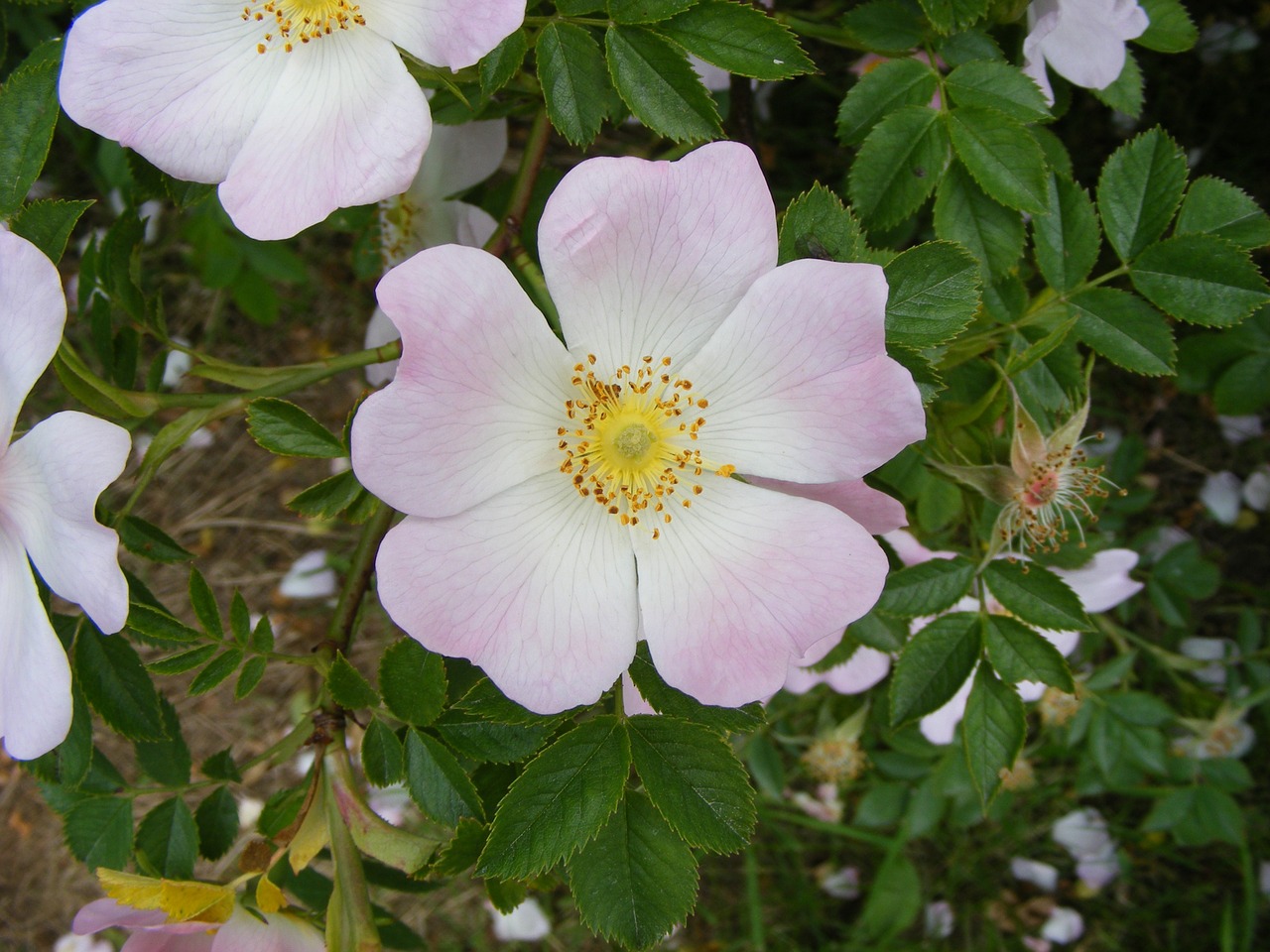 wild rose pink flower free photo