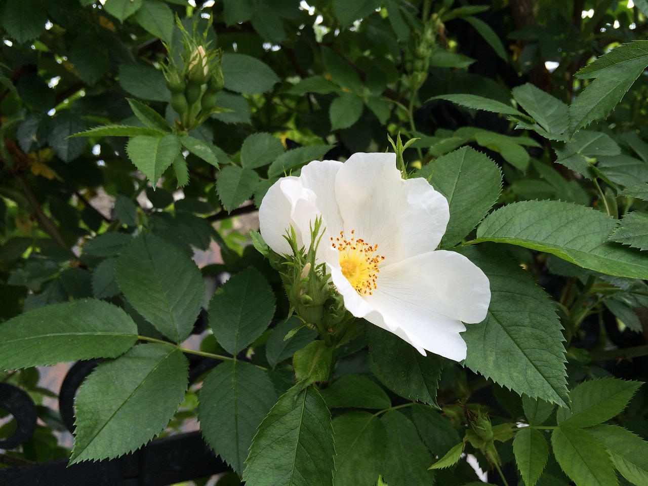 wild rose white nature free photo