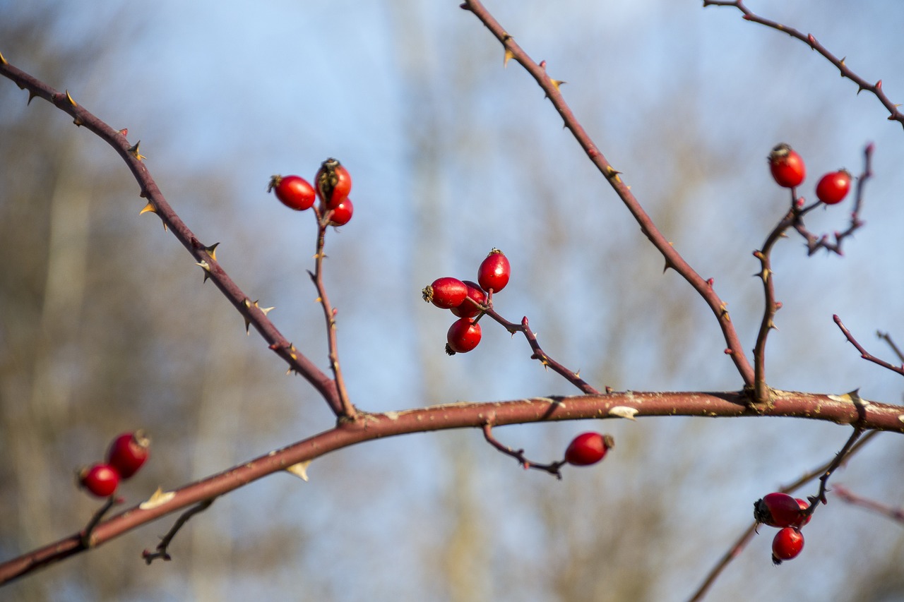 wild rose autumn sprig free photo