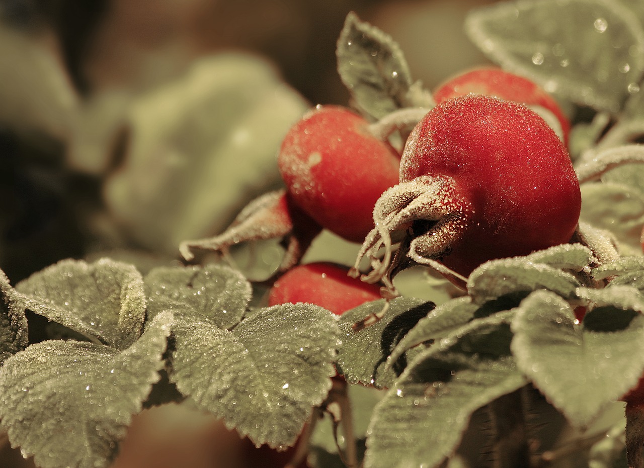 nature wild rose dog-rose free photo