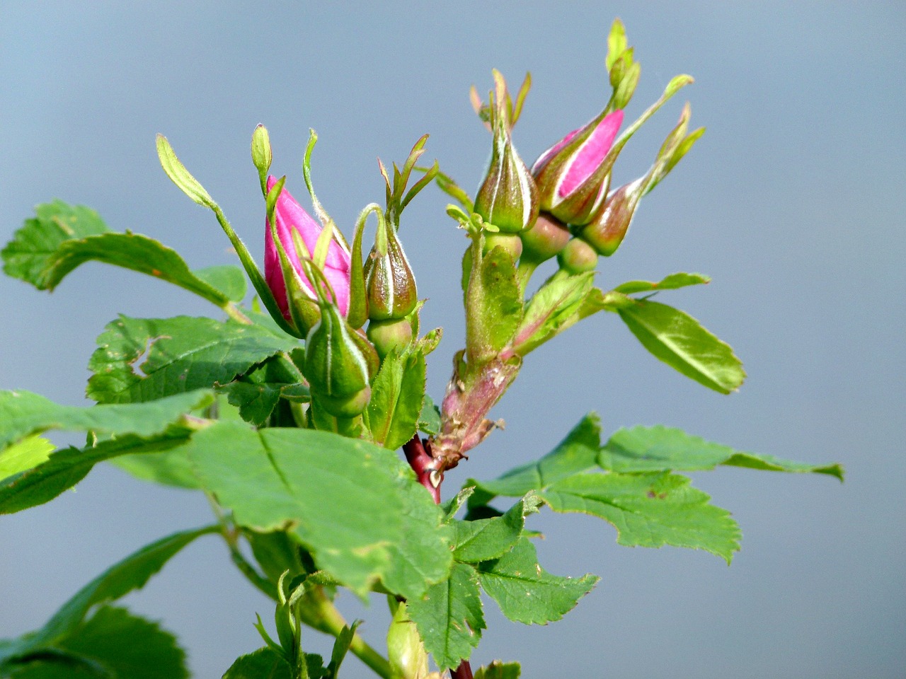 wild rose buds wild free photo