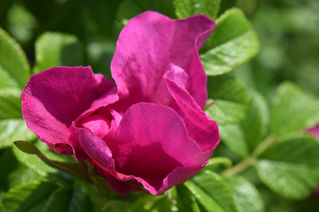 wild rose blossom bloom free photo