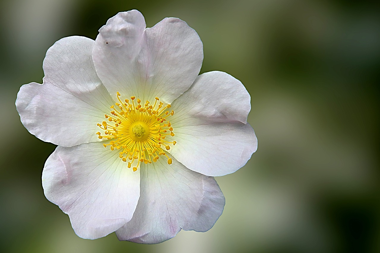 wild rose rose blossom free photo