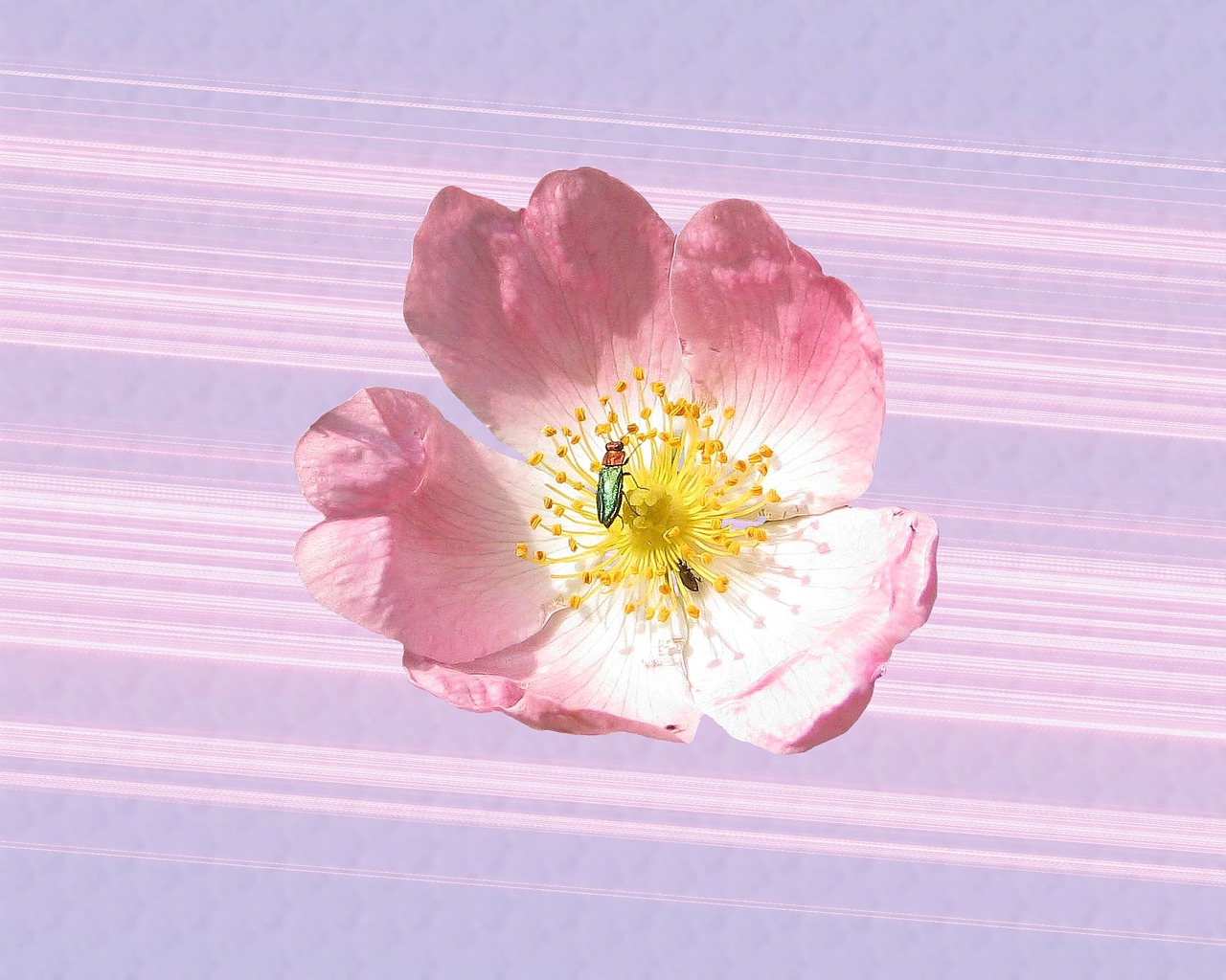 wild rose pink blossom free photo