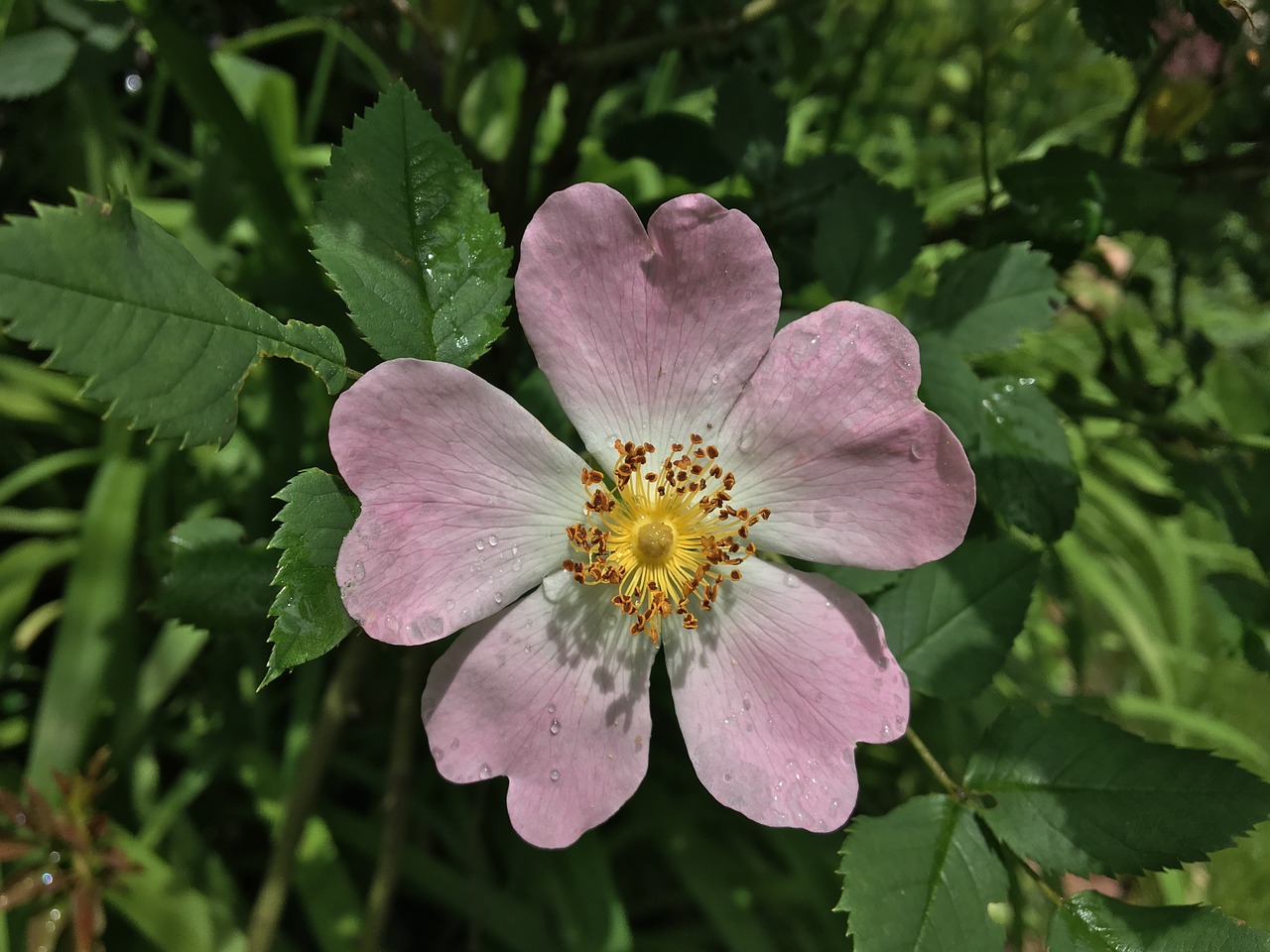 wild rose blossom bloom free photo