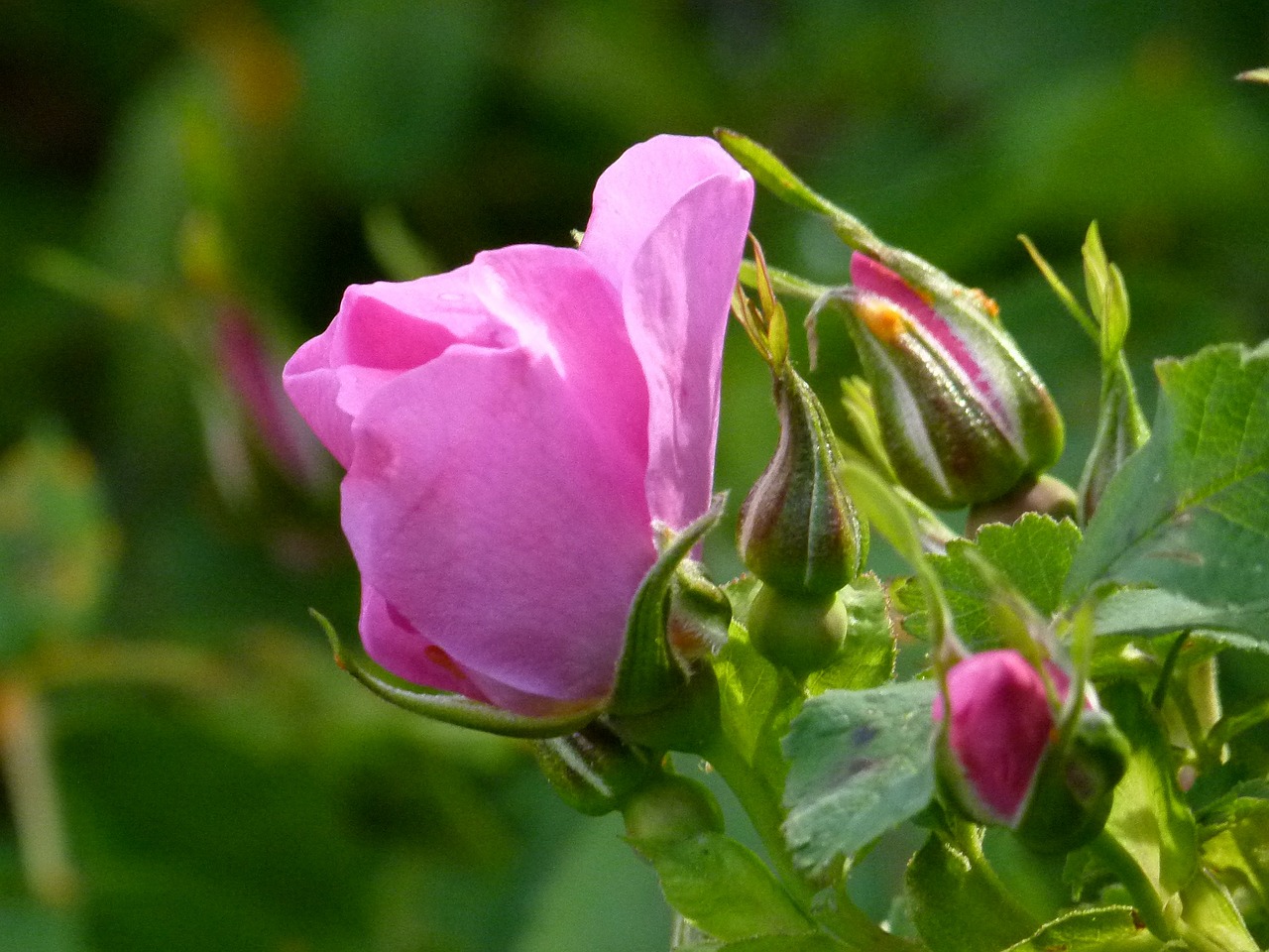 wild rose bud blossom free photo