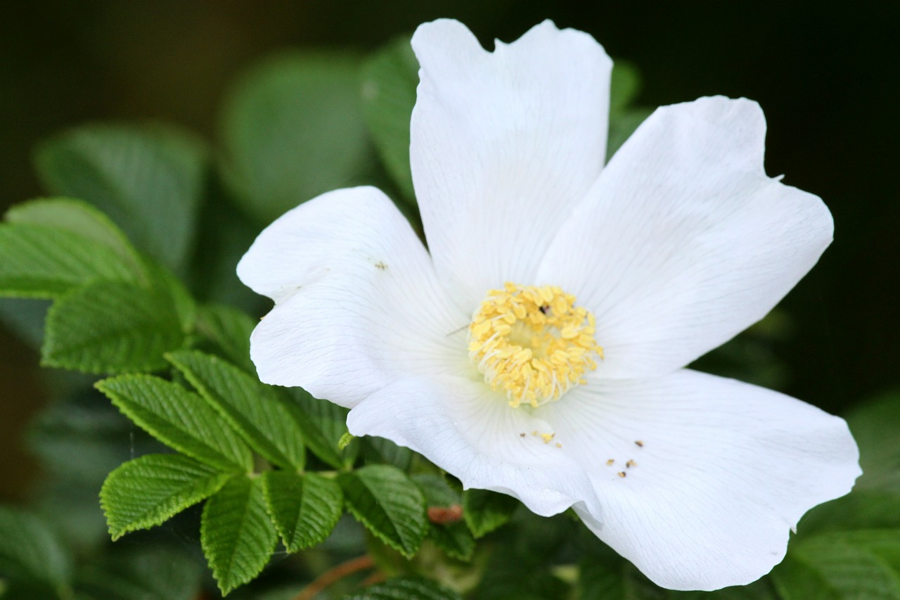 wild rose blossom bloom free photo