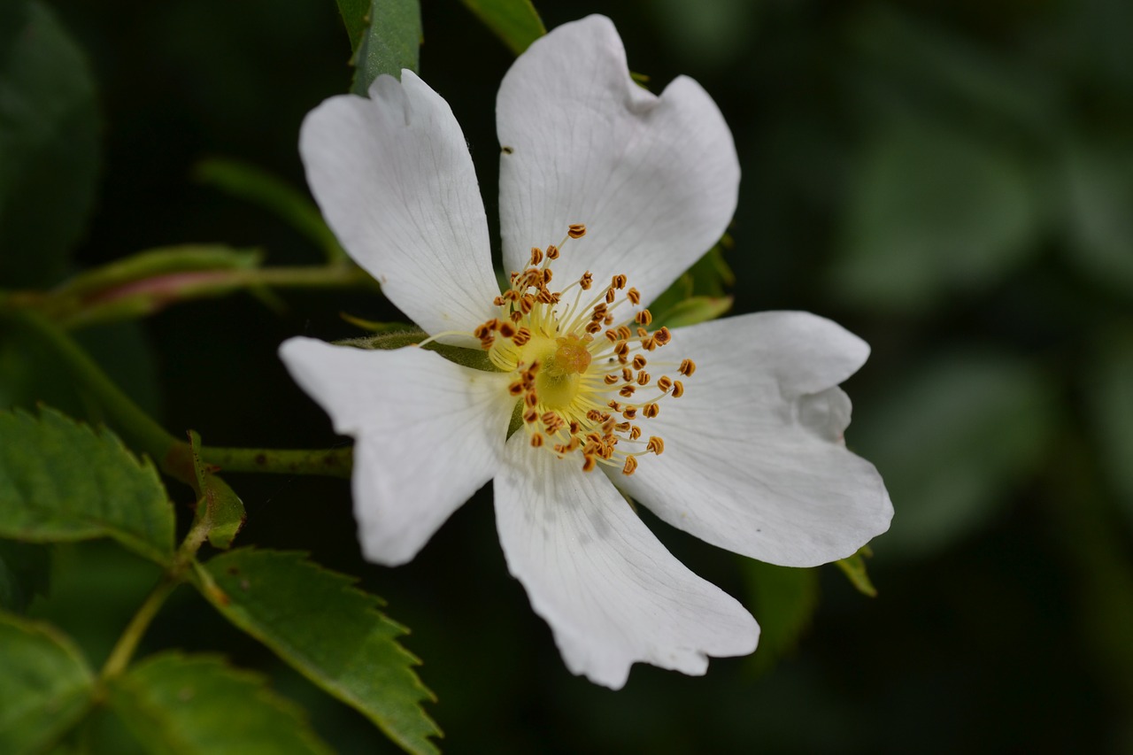 wild rose wild flowers flower free photo