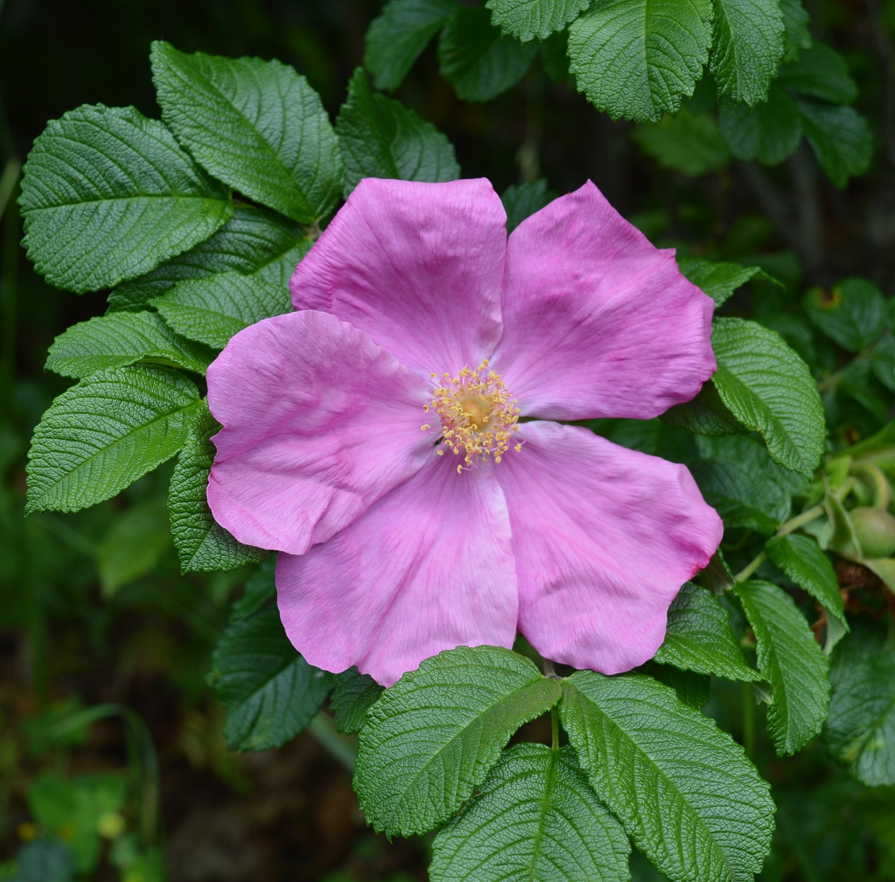 wild rose rose pink free photo