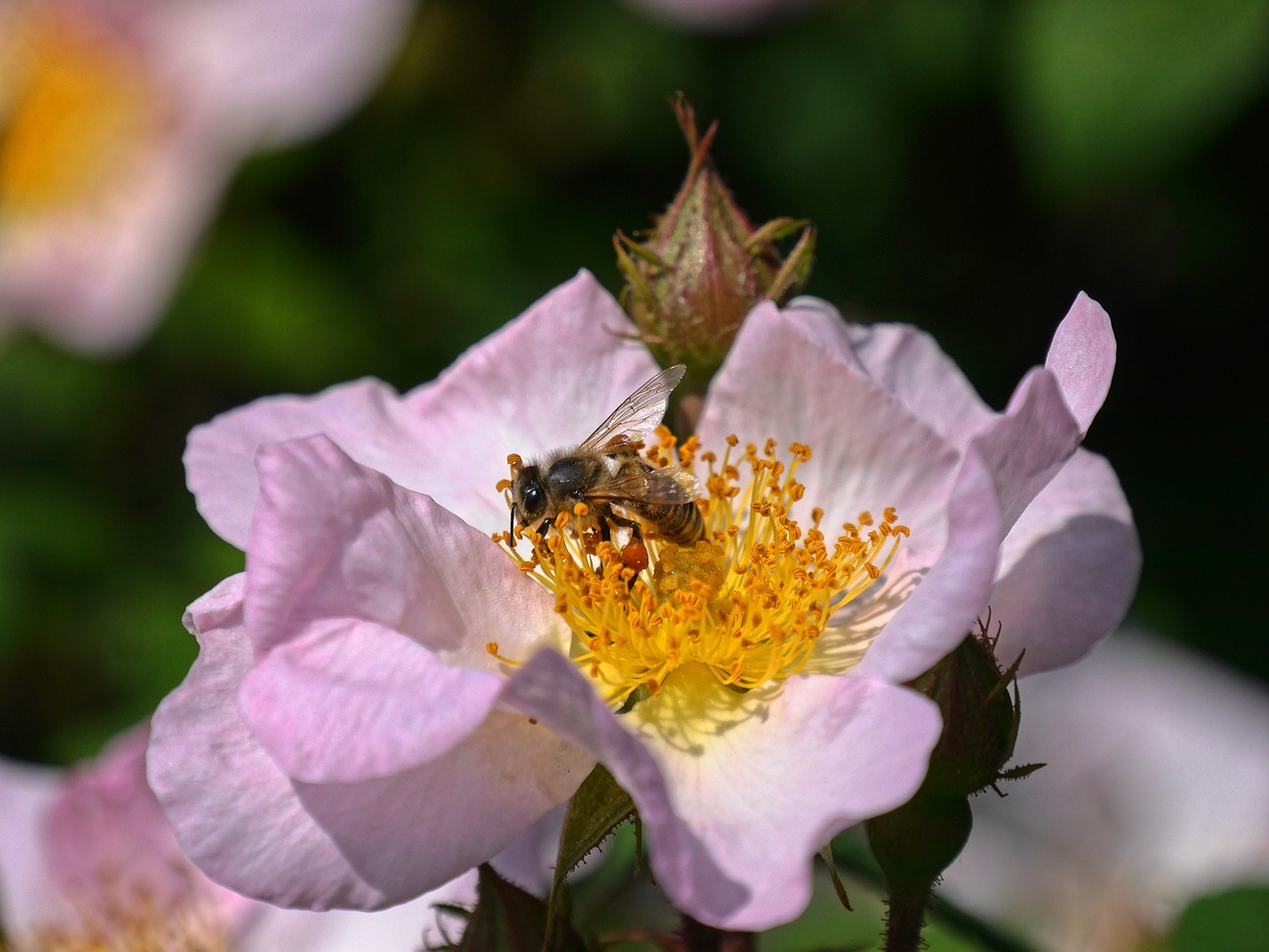 wild rose wasp bee free photo