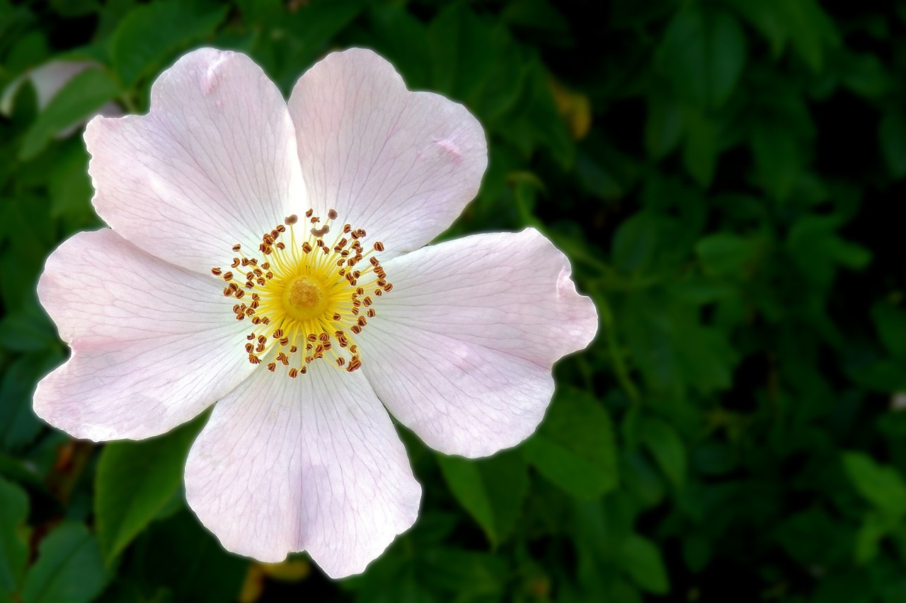 wild rose blossom bloom free photo