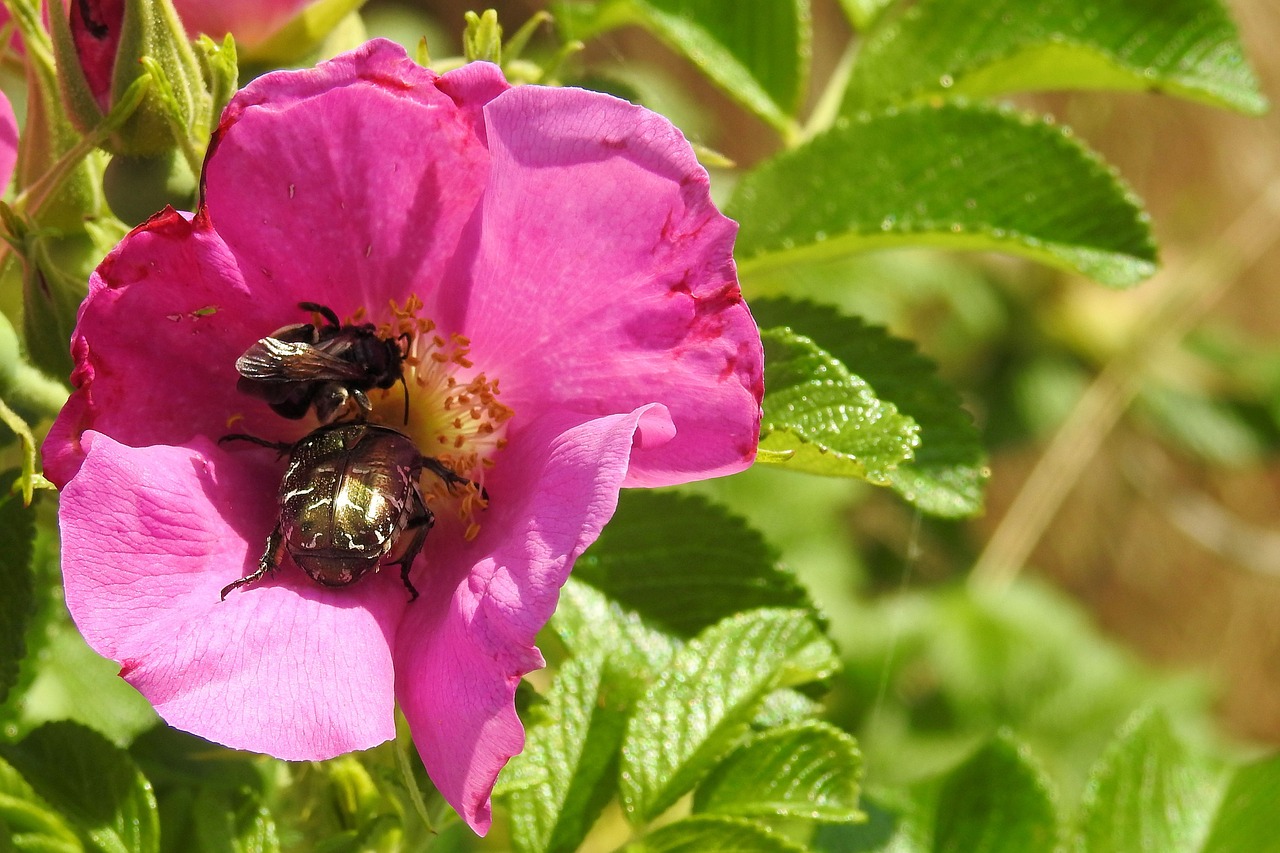 wild rose blossom bloom free photo