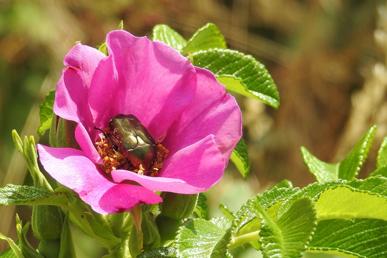 wild rose pink blossom free photo