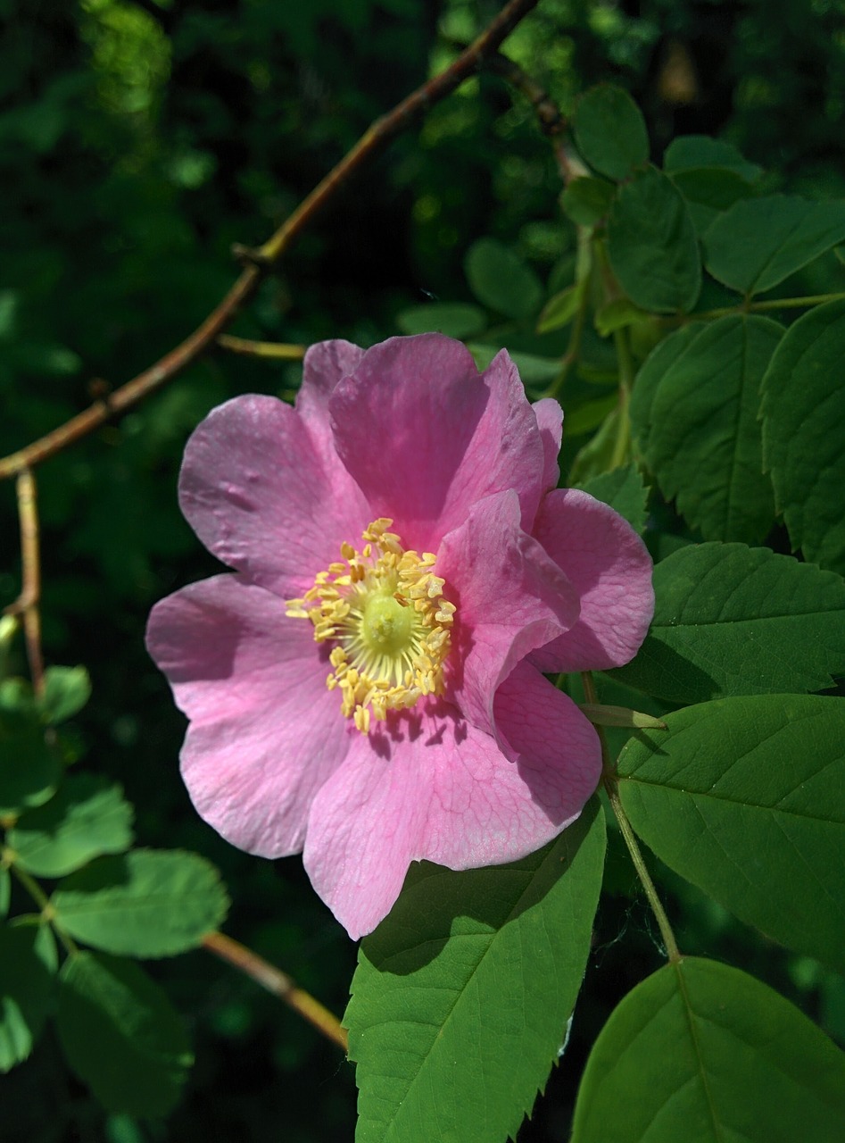 wild rose rose flower free photo