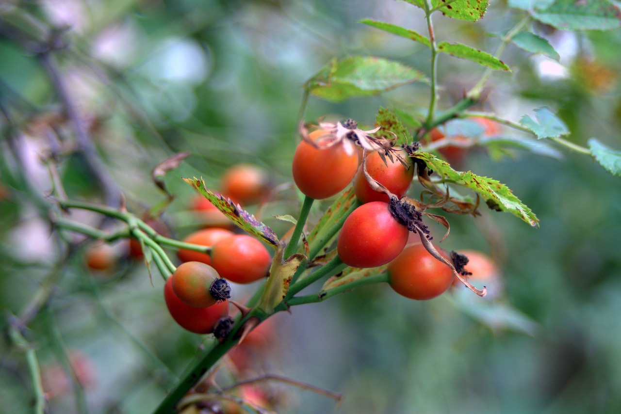 wild rose bush fruit free photo