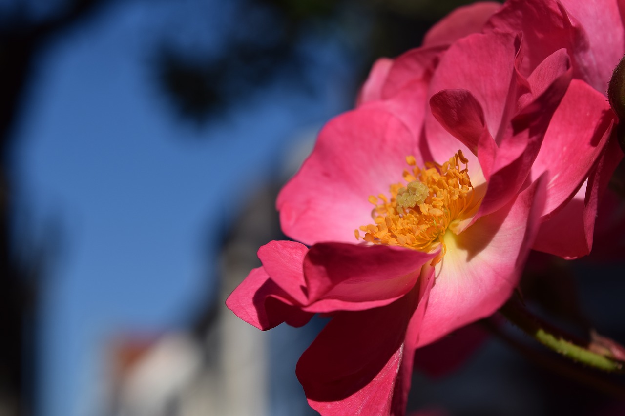 wild rose blossom bloom free photo