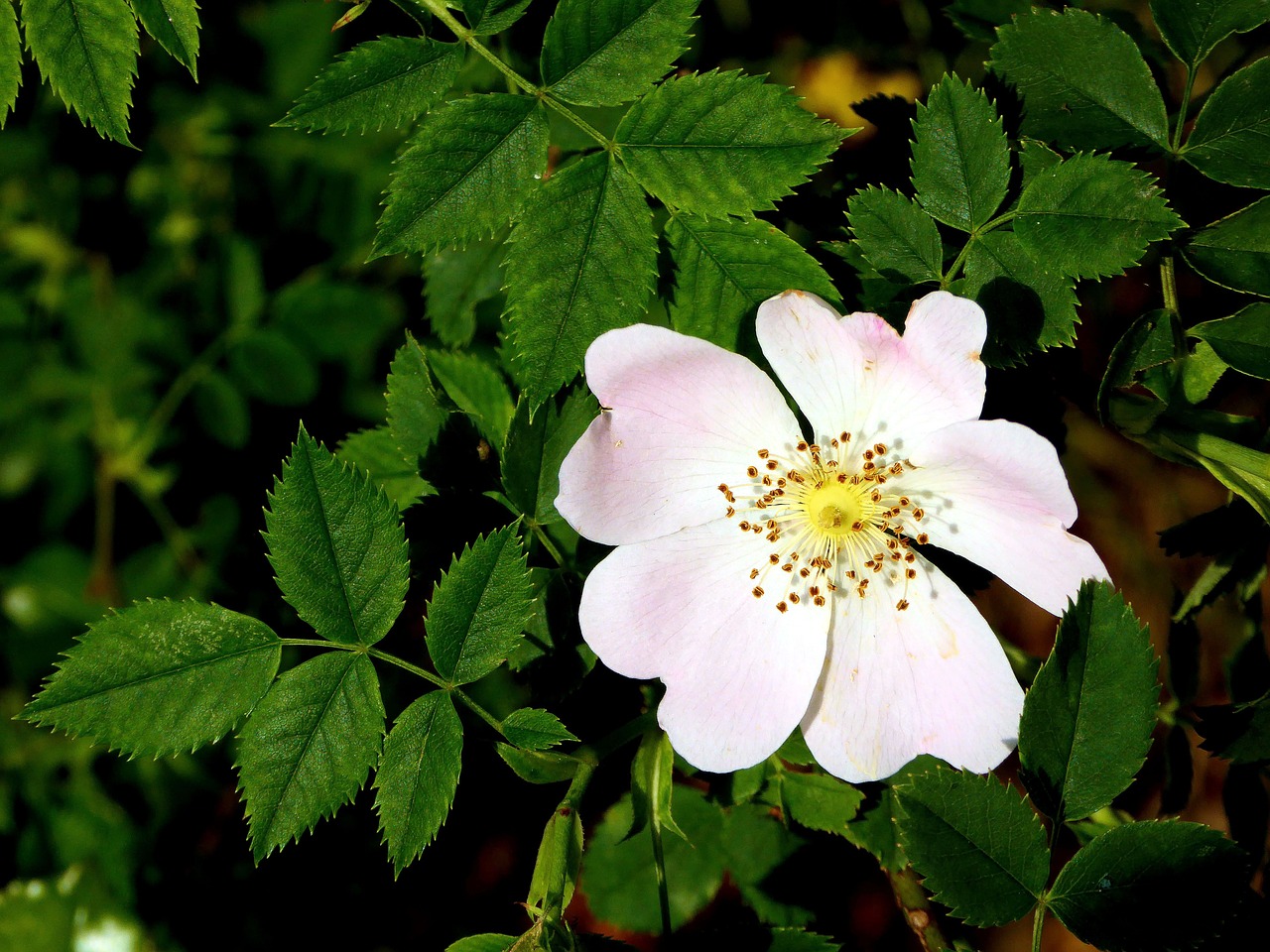 wild rose pink blossom free photo