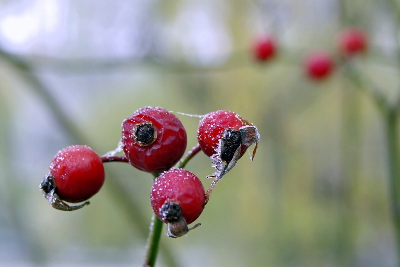 wild rose frost winter free photo