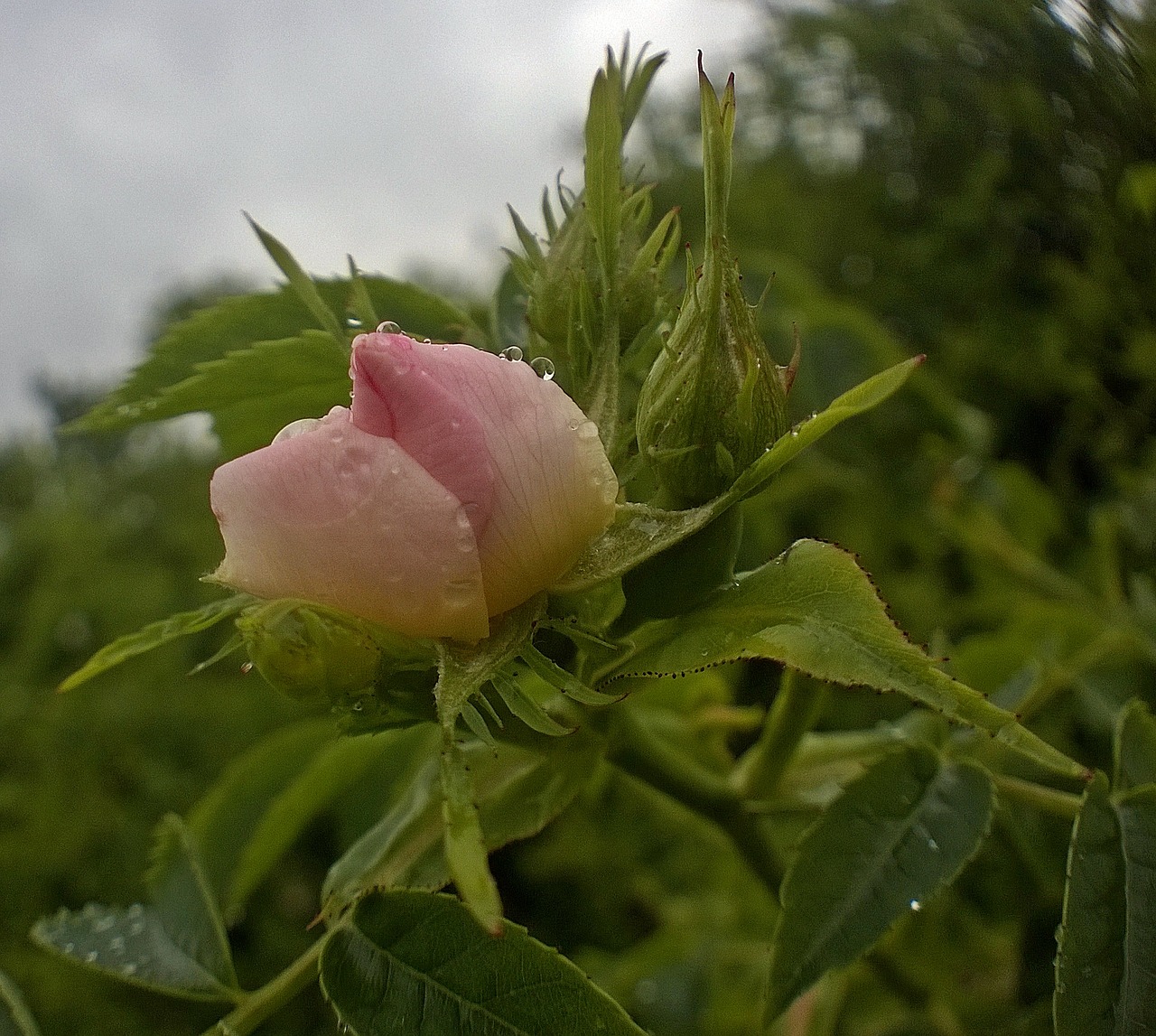 wild rose nature life on the rain free photo