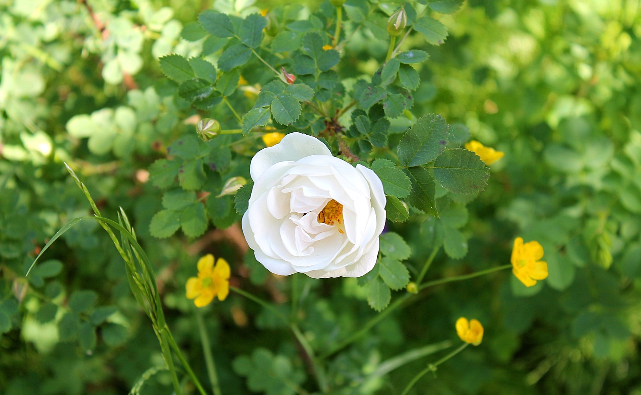 wild rose white rose garden free photo