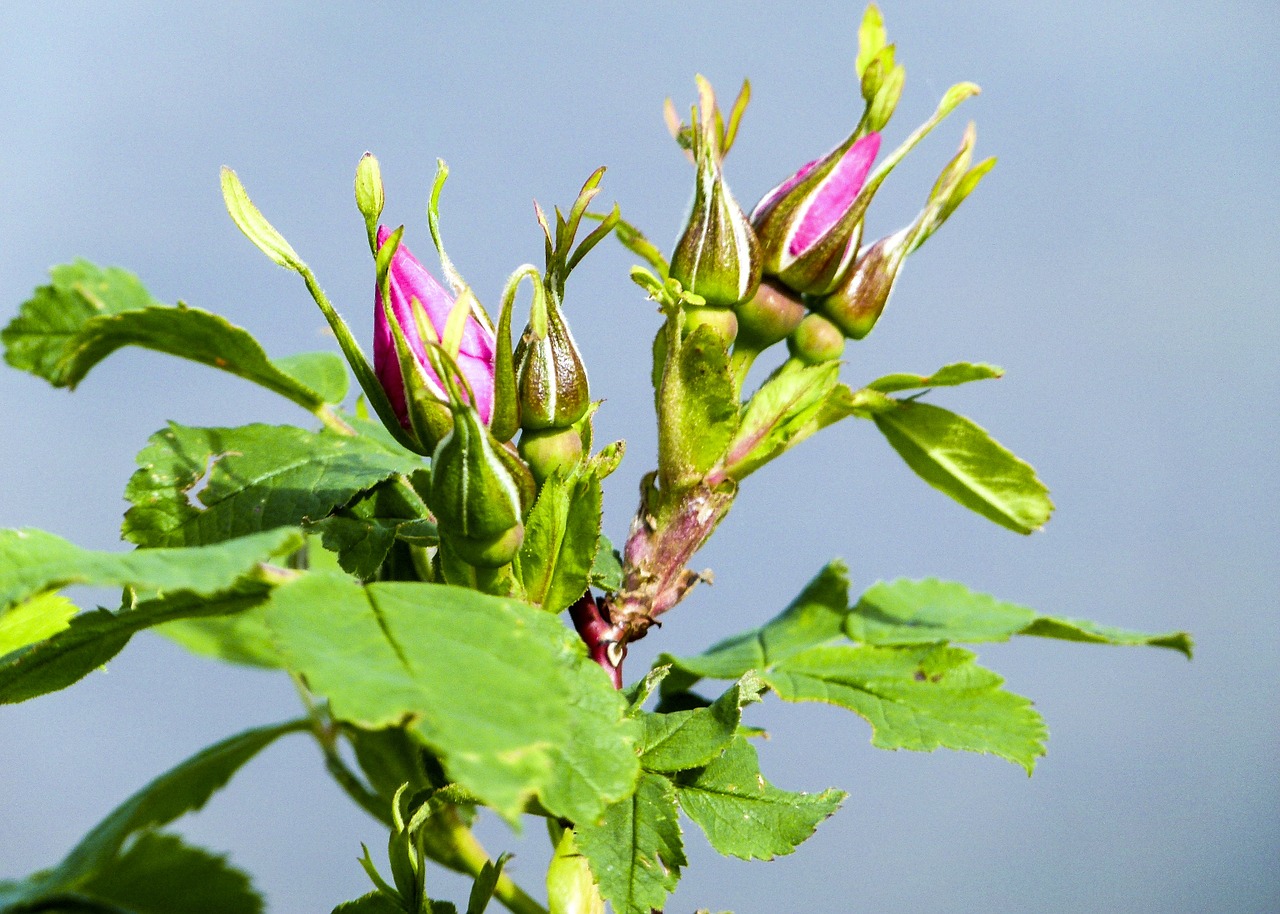 wild rose bud flower free photo