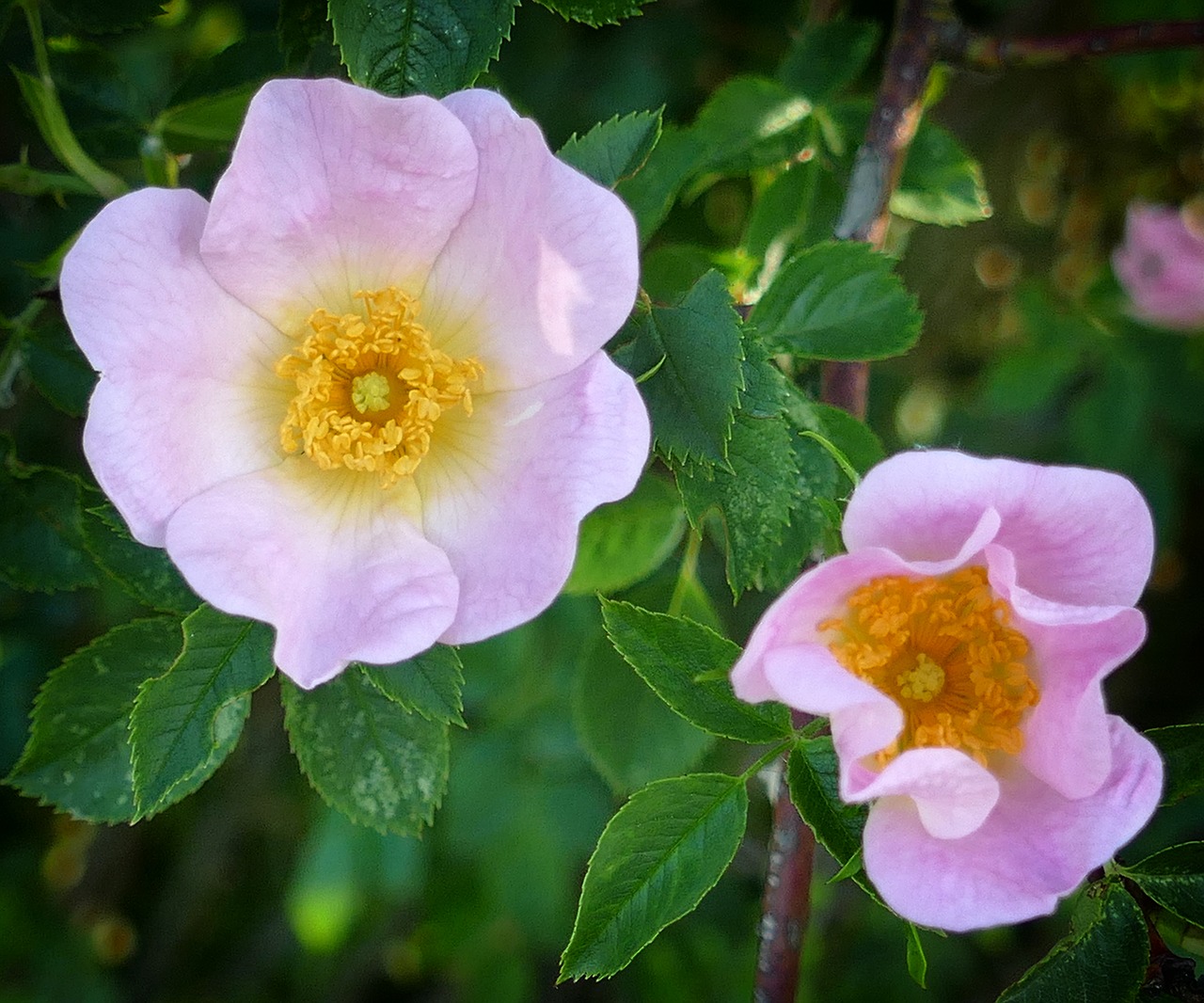 wild rose pink romantic free photo