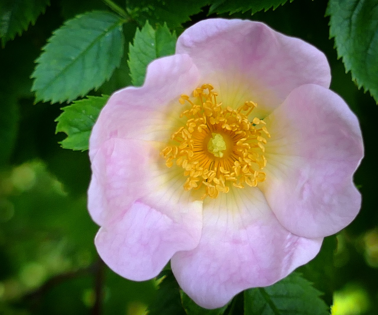 wild rose pink romantic free photo