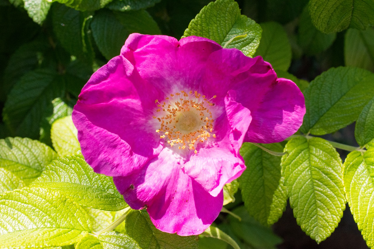 wild rose blossom bloom free photo