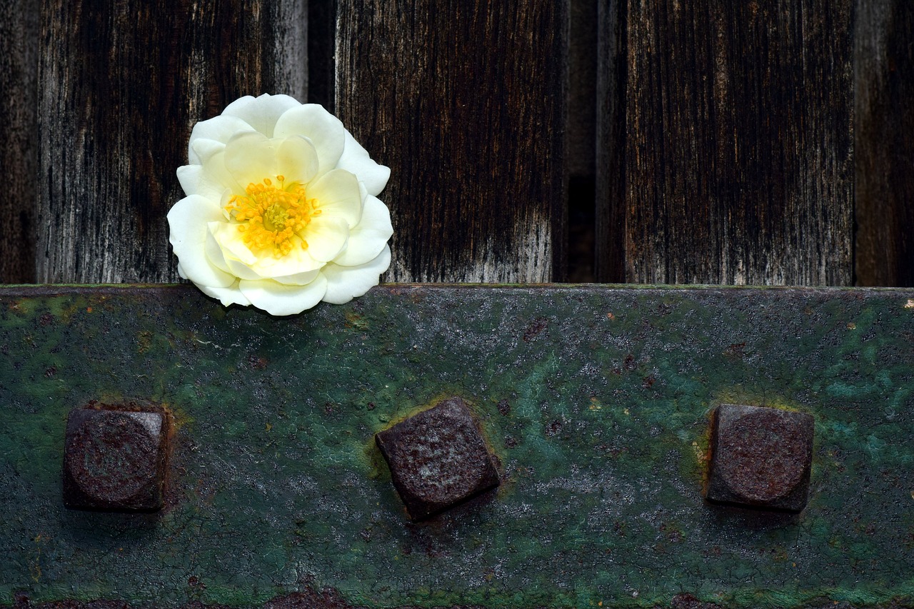 wild rose white blossom free photo