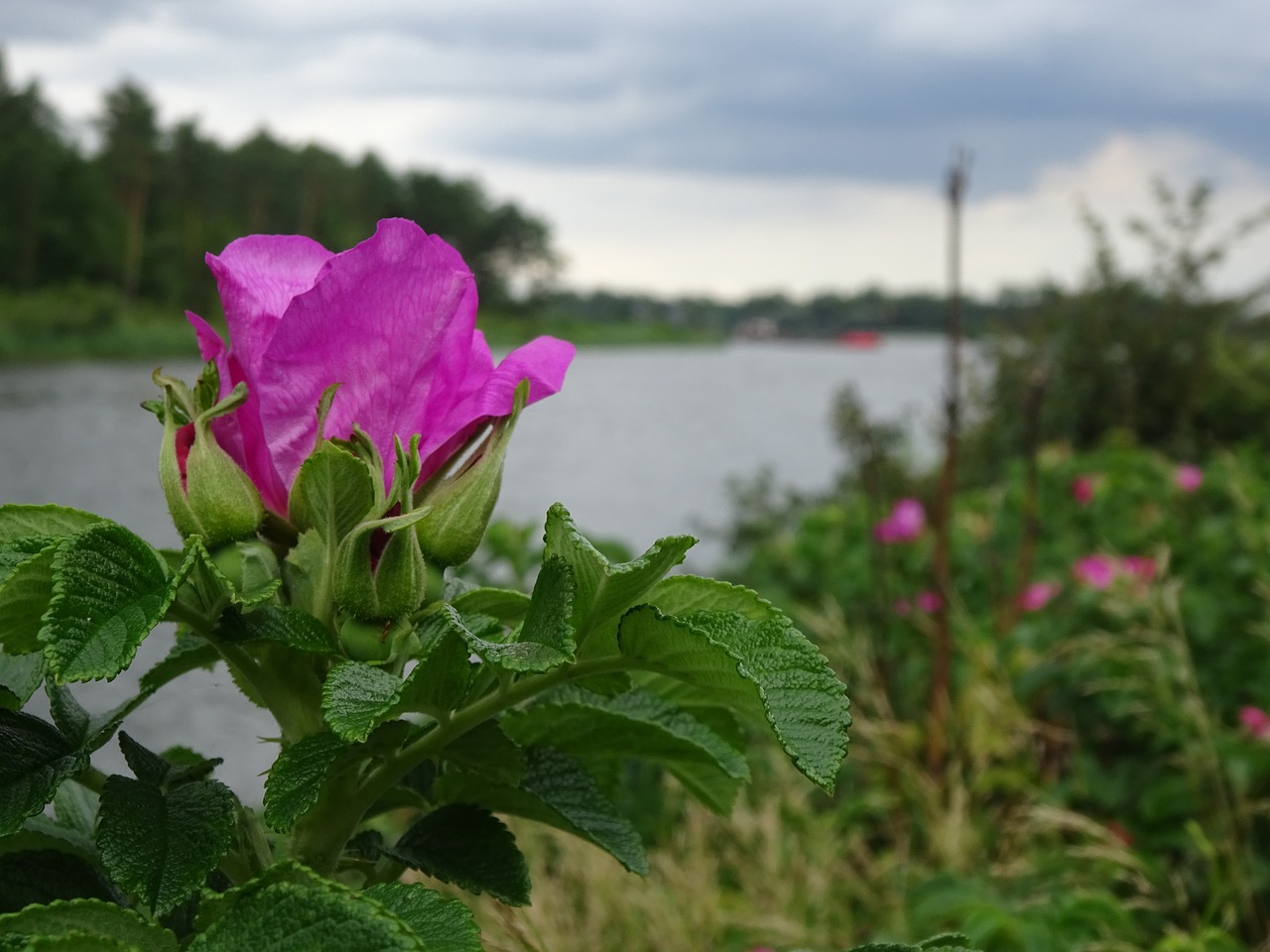 wild rose channel embankment free photo