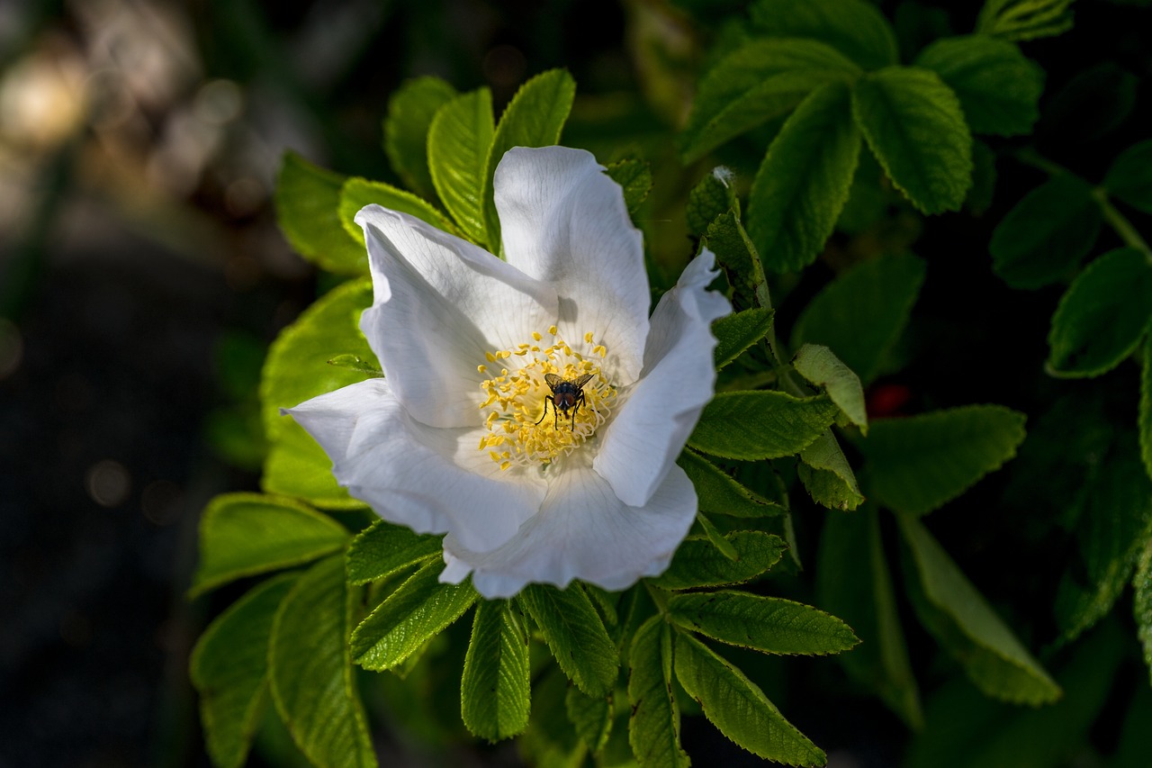 wild rose rose hip blossom free photo