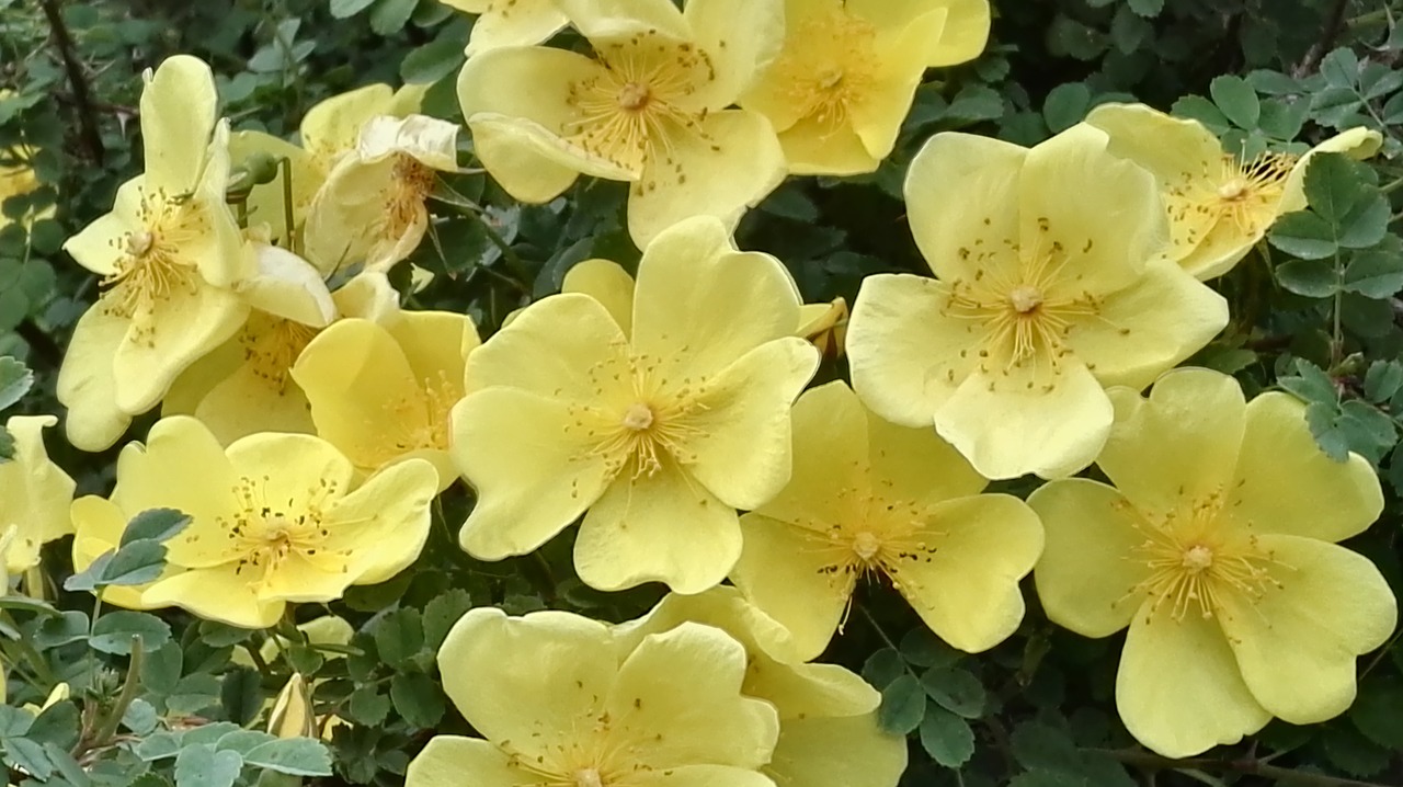 Шиповник цветы желтые