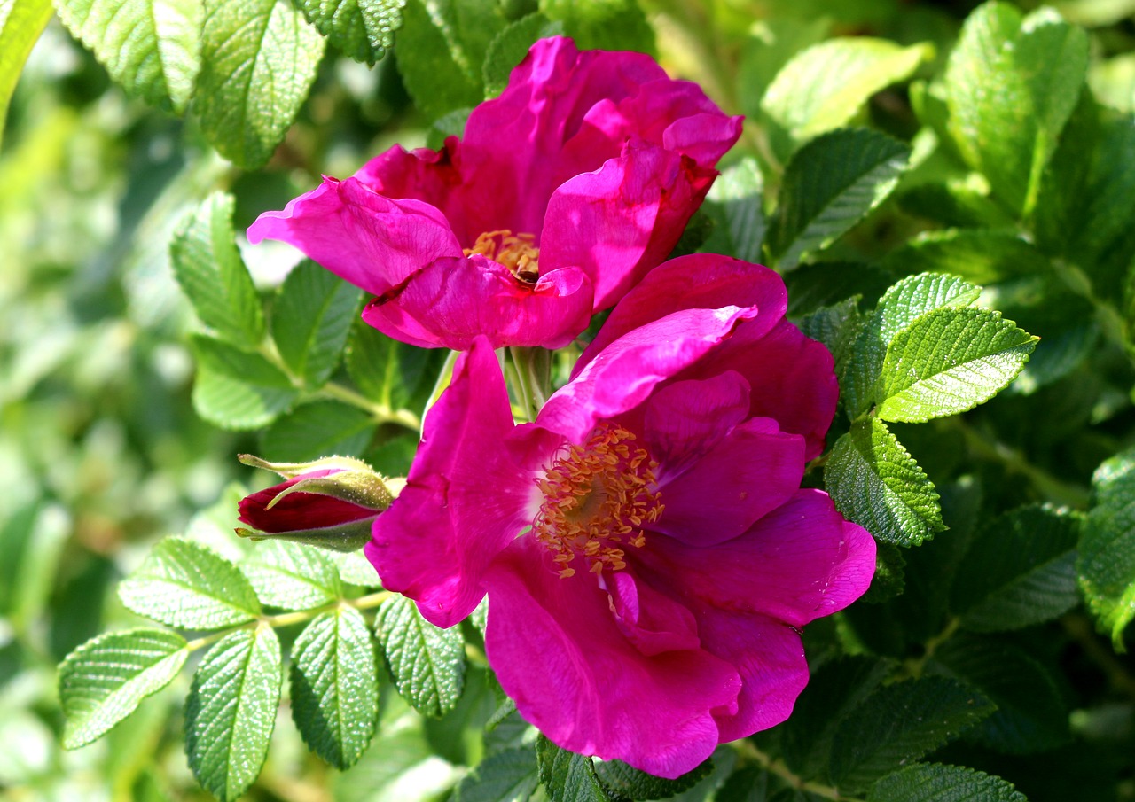 wild rose blossom bloom free photo