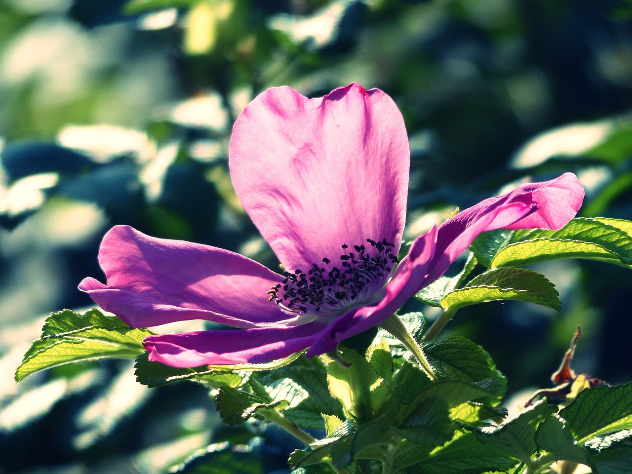 wild rose blossom bloom free photo